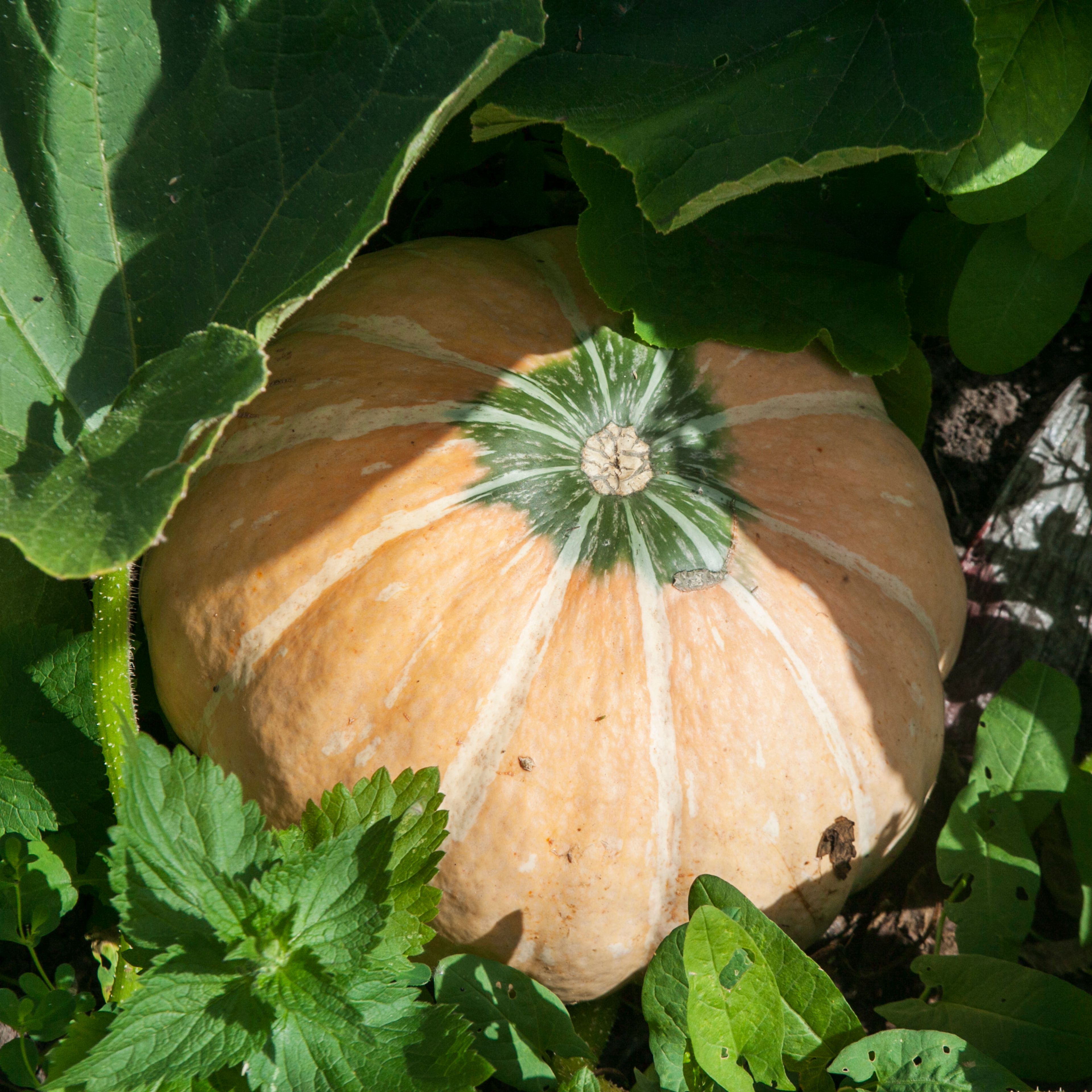 Dorothy, Ronaldo and George