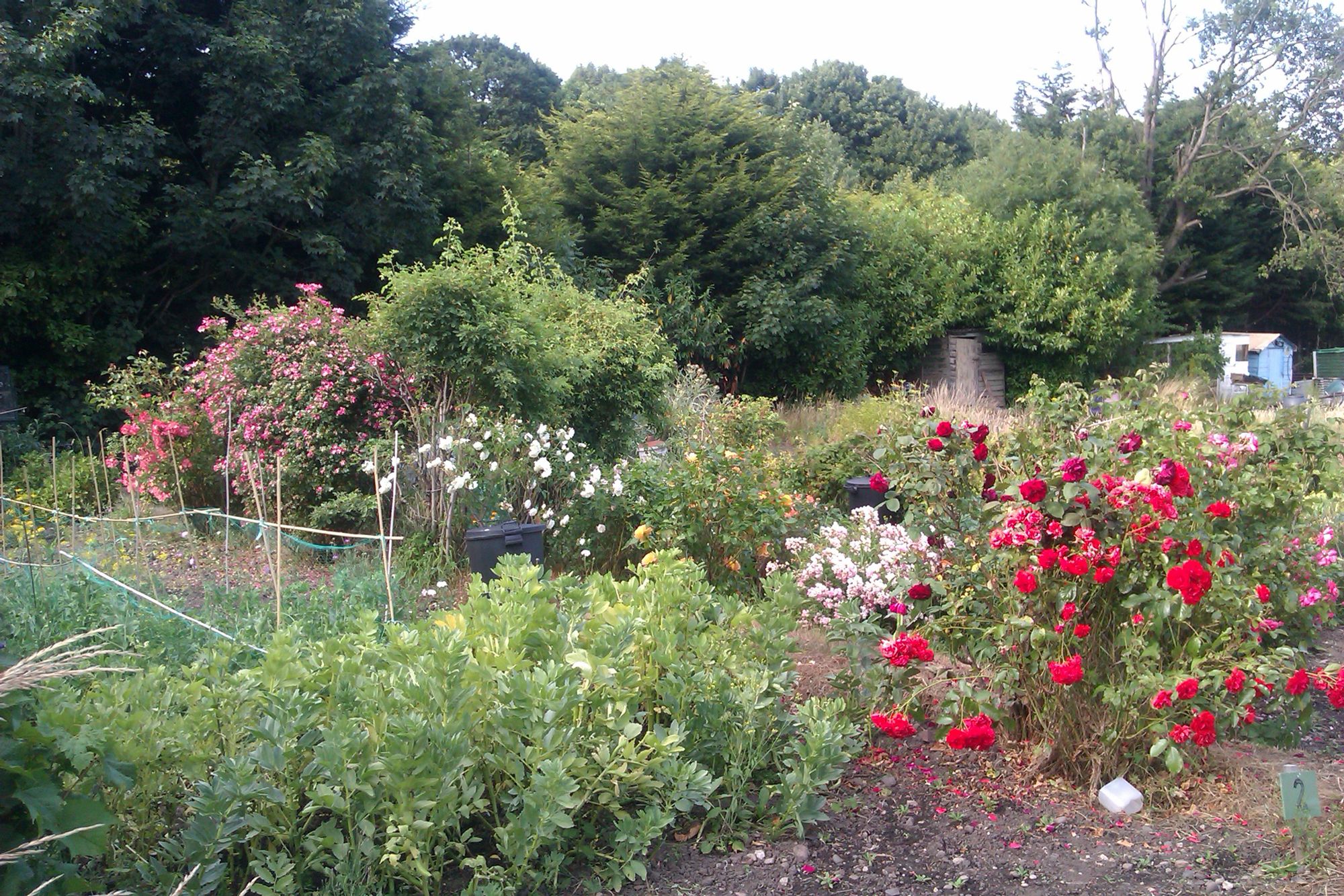 Clay Lane (aka South Yardley Allotments)