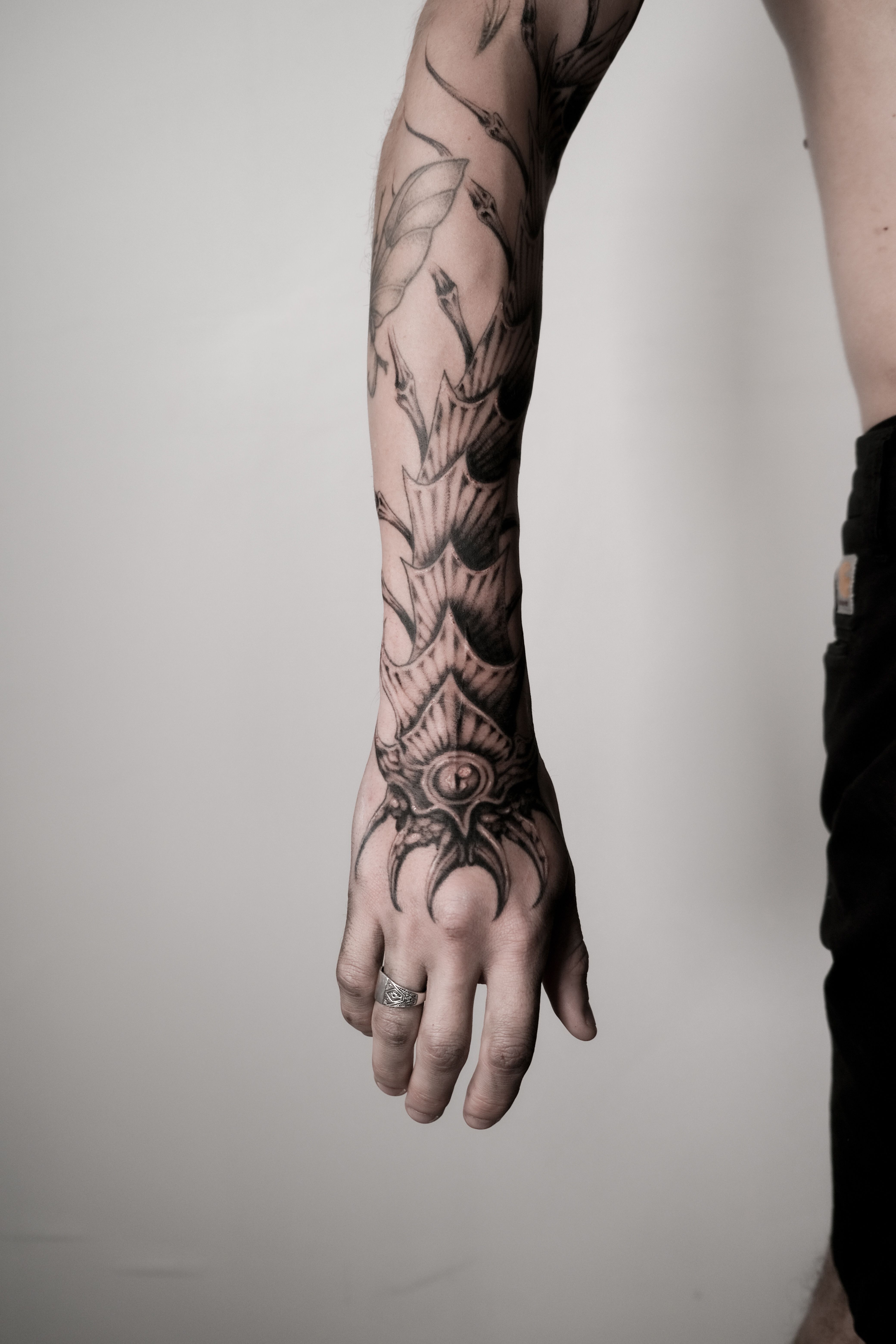 scolopendra marecage