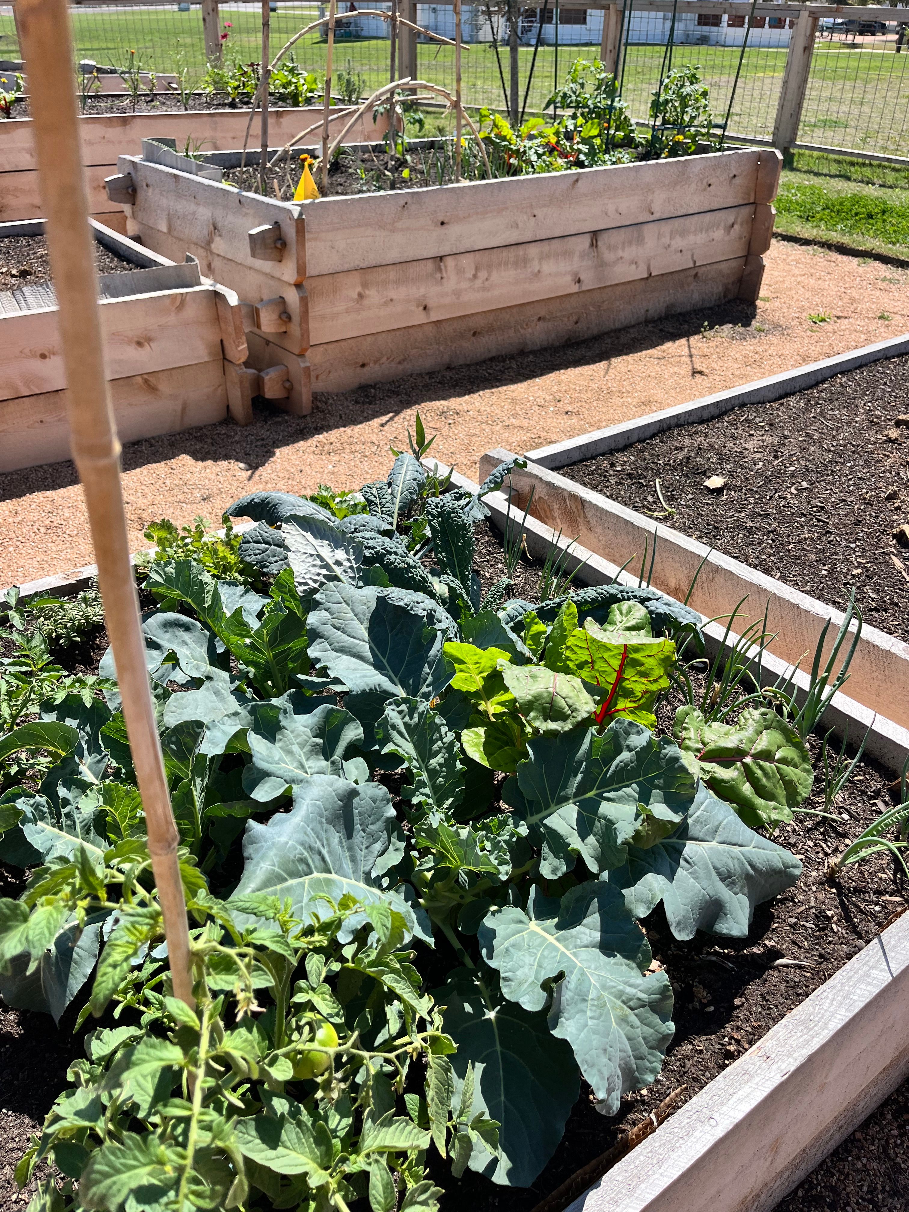 Bergstrom Community Gardens, garden beds, spring, first crop