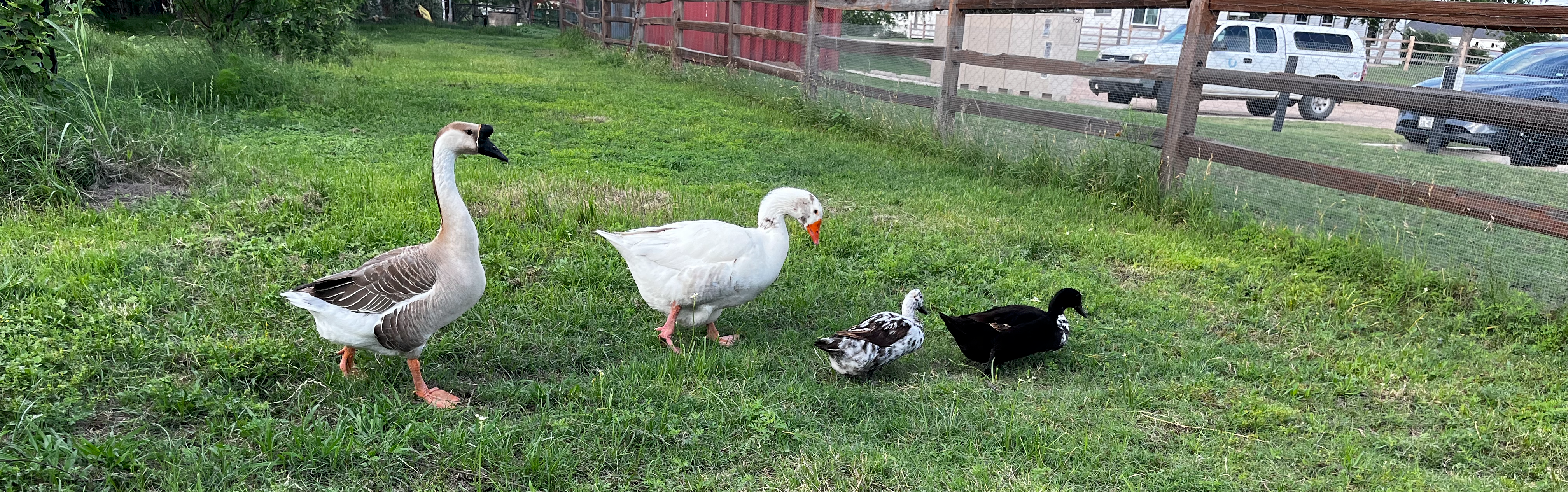 Bird Club