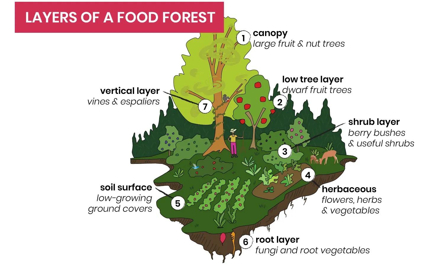 Food Forest