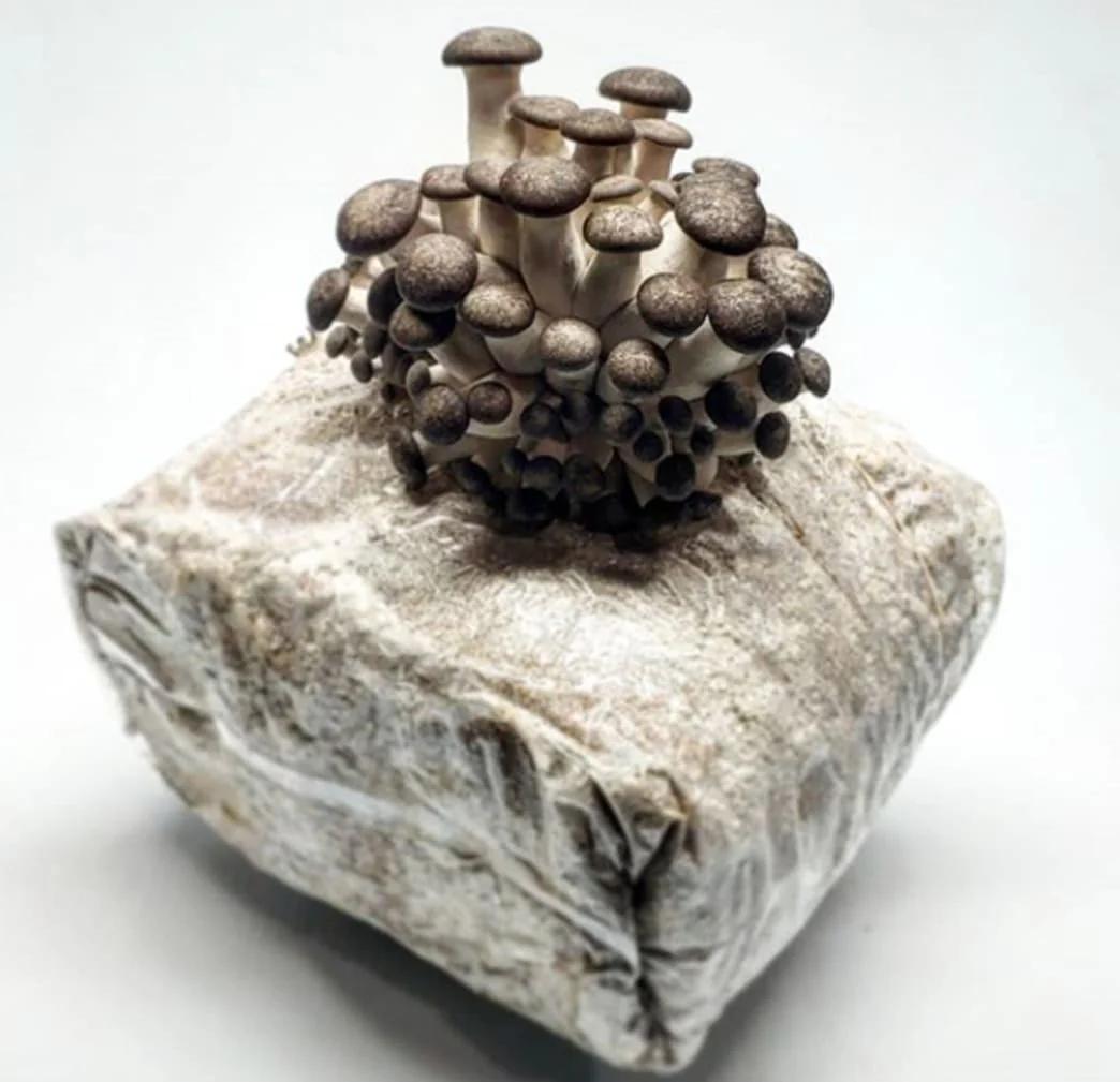 Mushroom Blocks for You and Your Garden