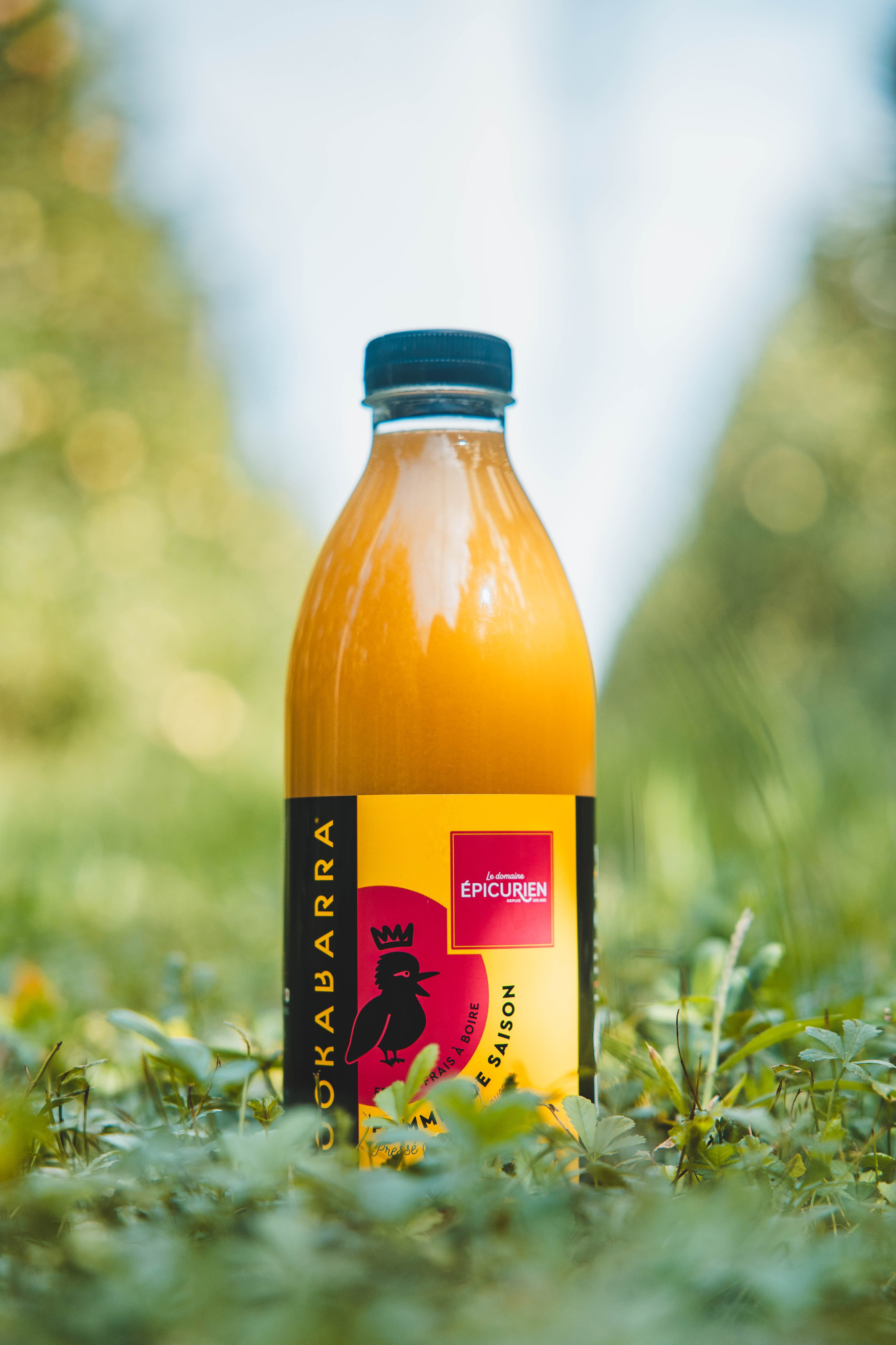 Brand photograph — CAMPAGNE KOOKABARRA, CAVAILLON, 5