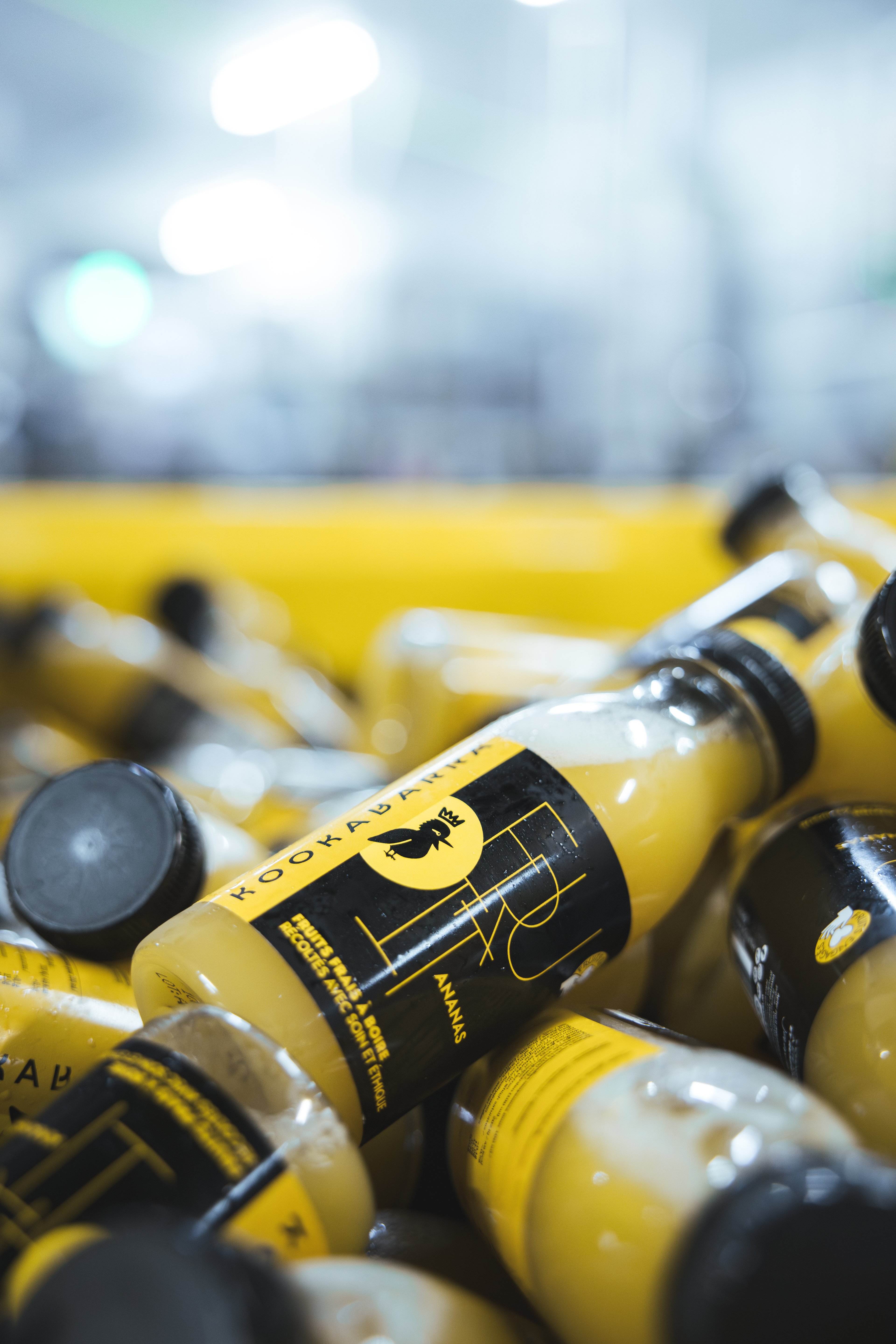 Brand photograph — CAMPAGNE KOOKABARRA, CAVAILLON, 10
