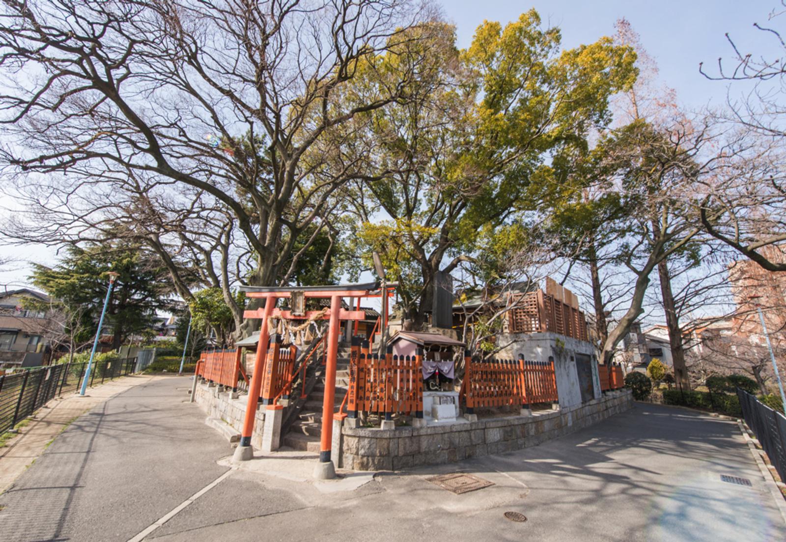 Enjoy cherry blossoms at Momogaike Park in spring.