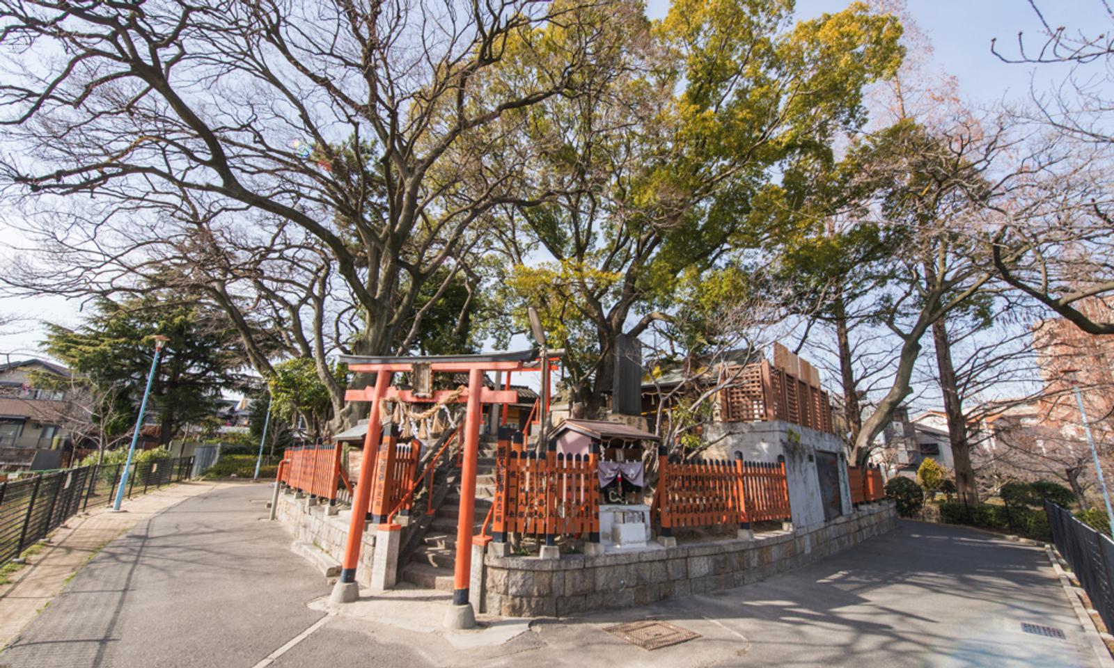 Enjoy cherry blossoms at Momogaike Park in spring.