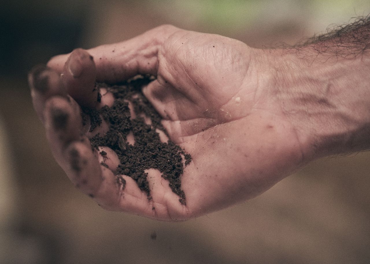 Hand with earth at a coffee farm
