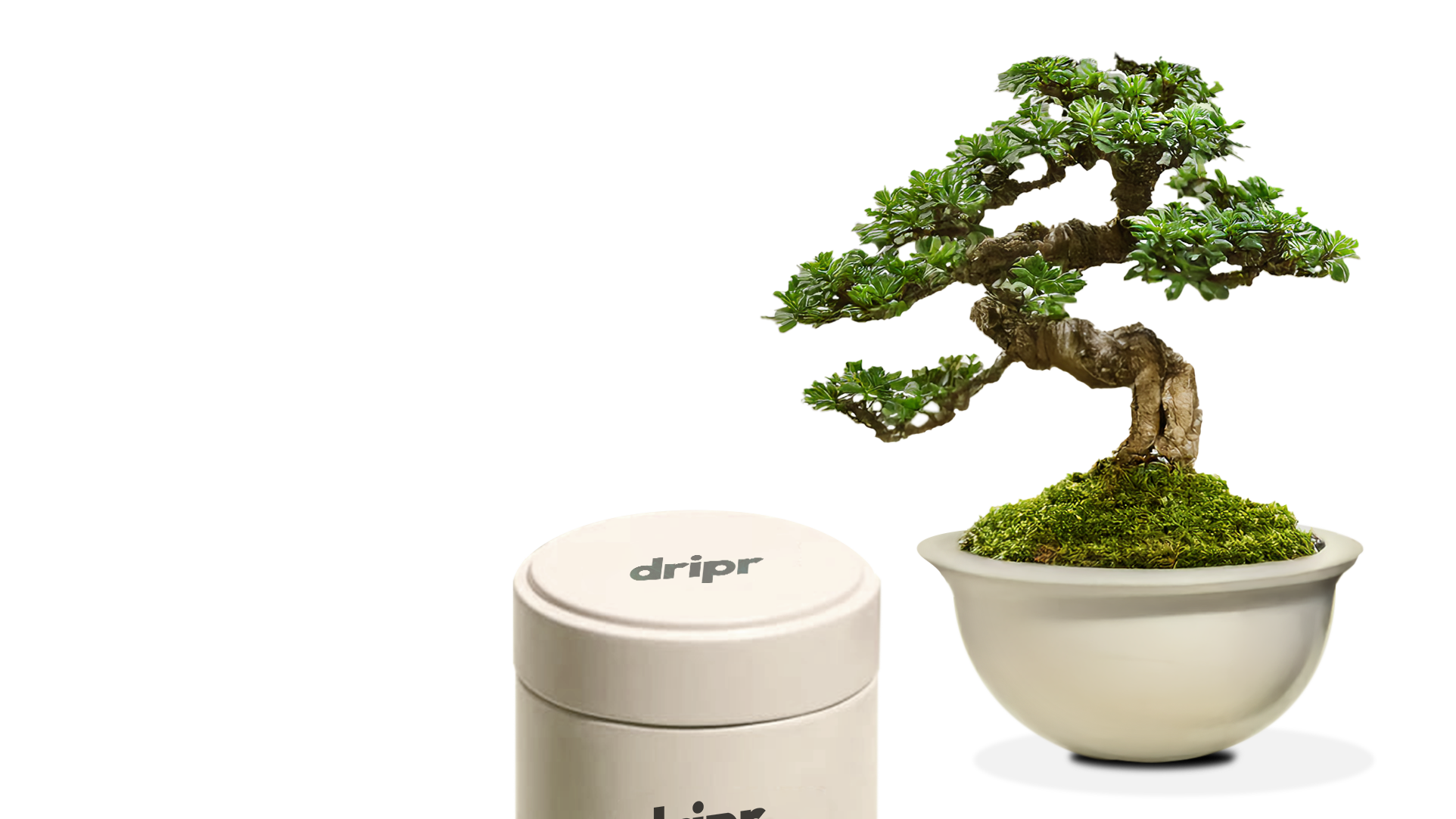 Bonzai Tree
