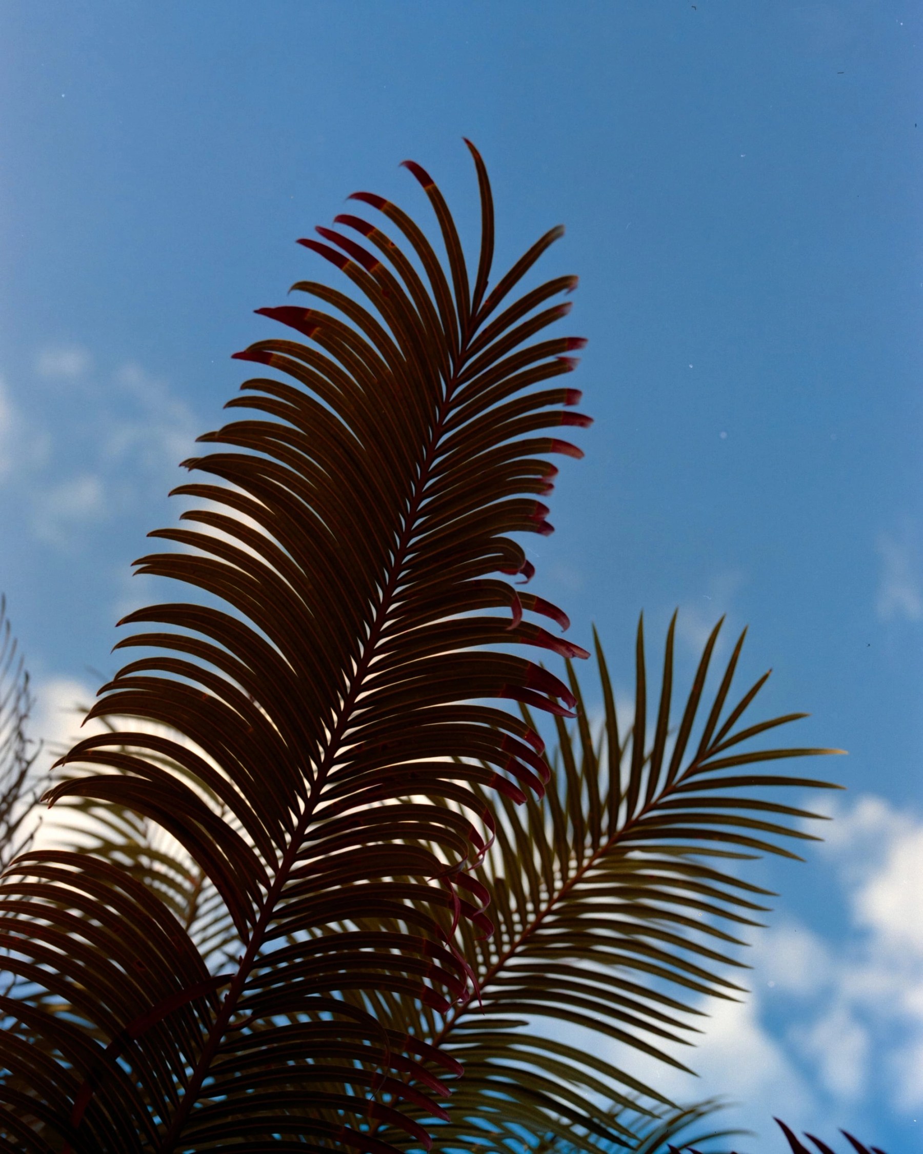 Côte d'Azur 8