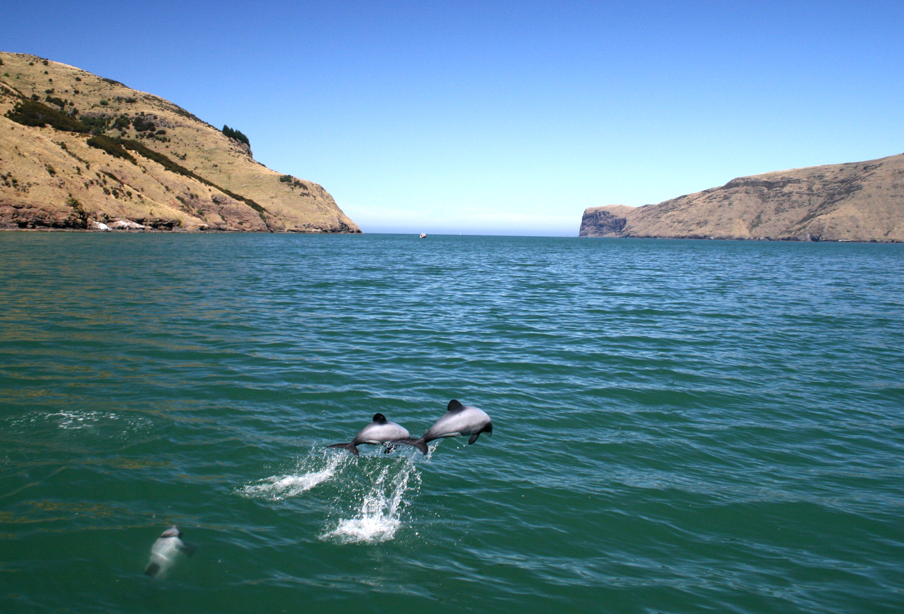 Significant victory in fight to save native New Zealand dolphins