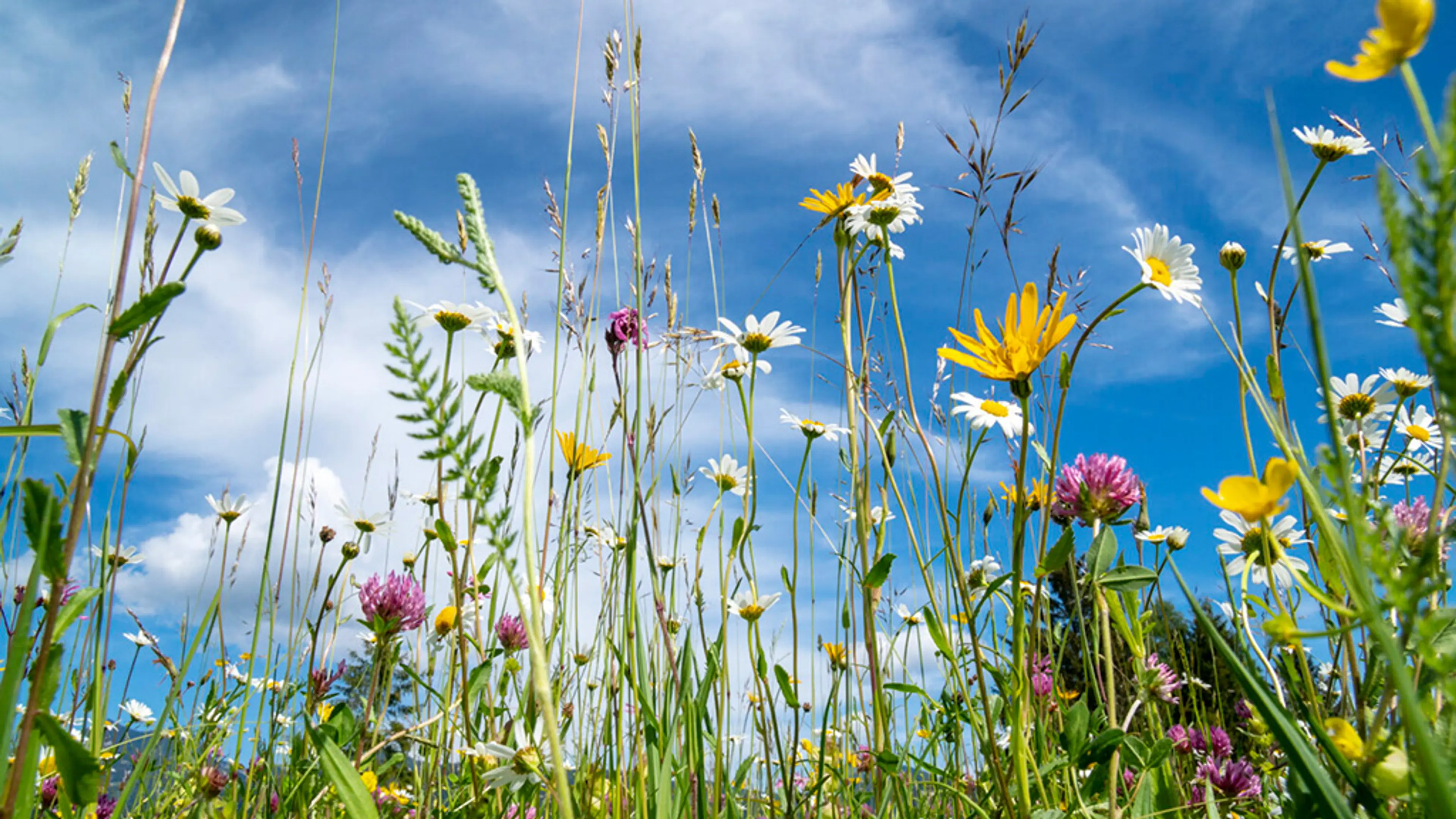 En eng med markblomster mot blå himmel