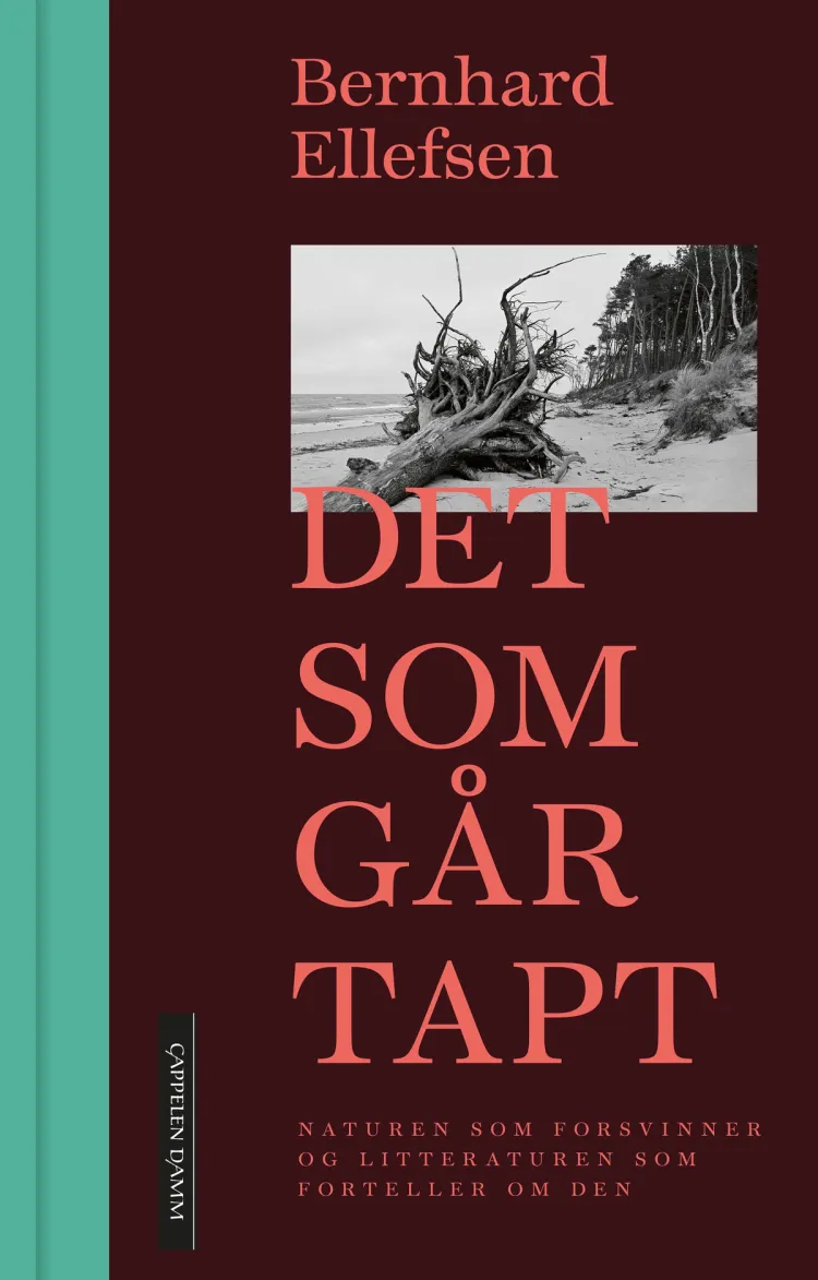 Omslag Det som går tapt av Bernhard Ellefsen (Innbundet)