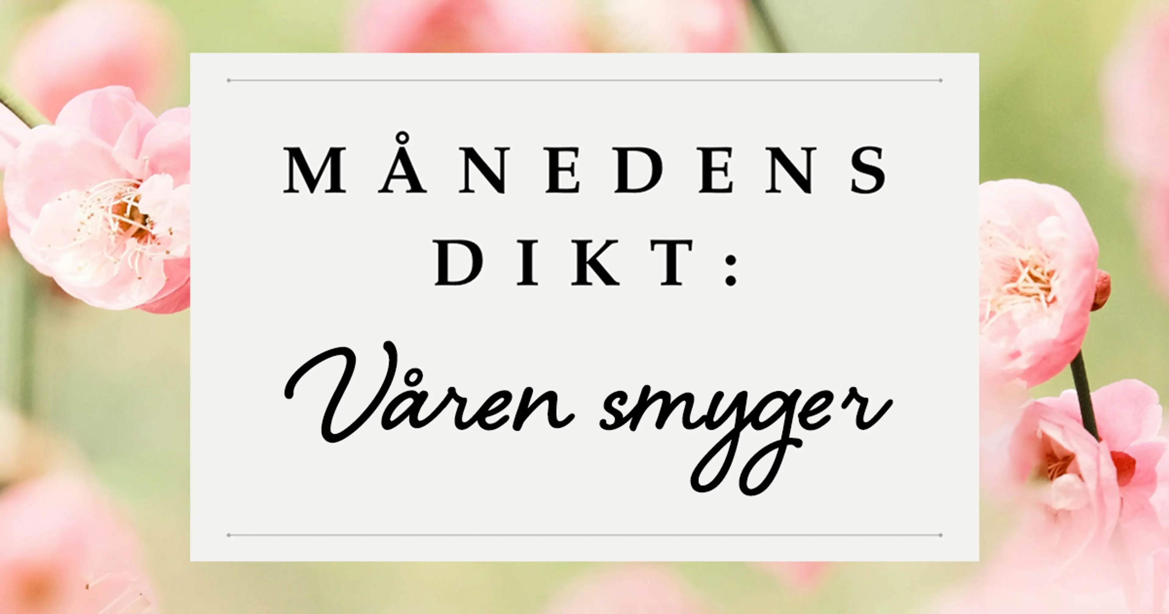 Bakgrunn med rosa kirsebærblomster og teksten månedens dikt: Våren smyger