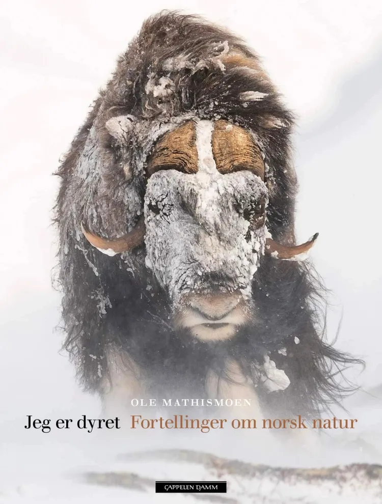 Omslag Jeg er dyret av Ole Mathismoen (Innbundet)
