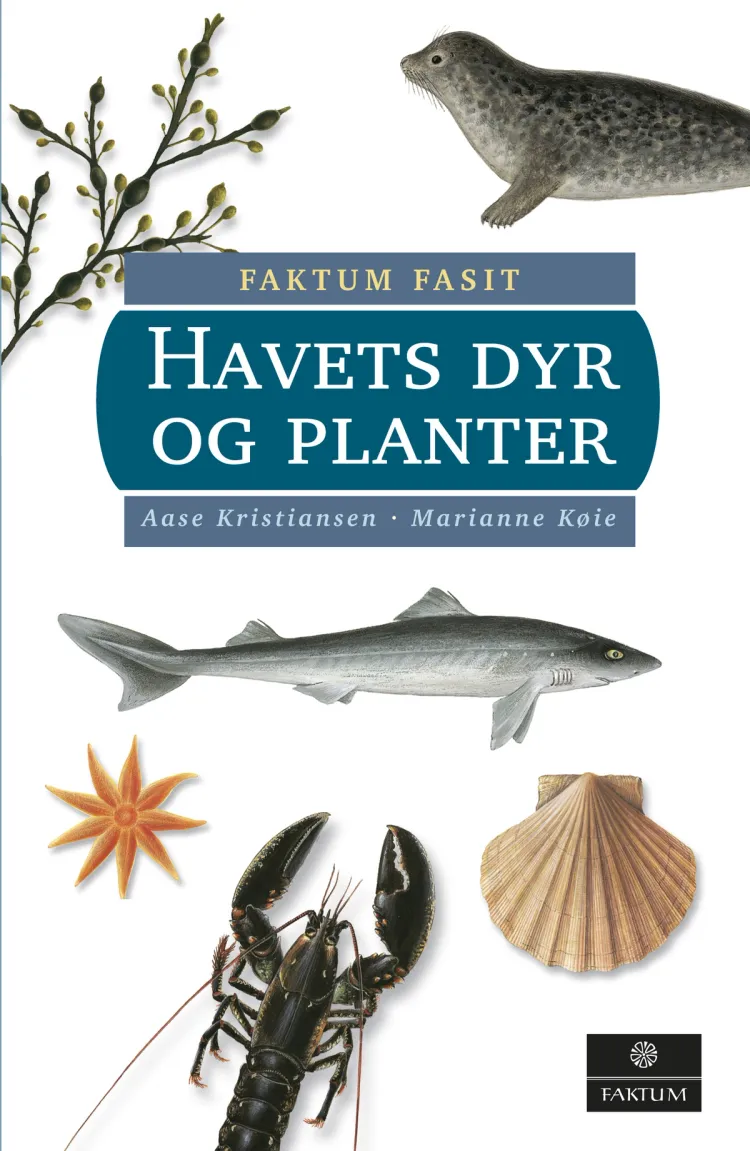 Omslag Havets dyr og planter av Aase Kristiansen og Marianne Køie (Innbundet)