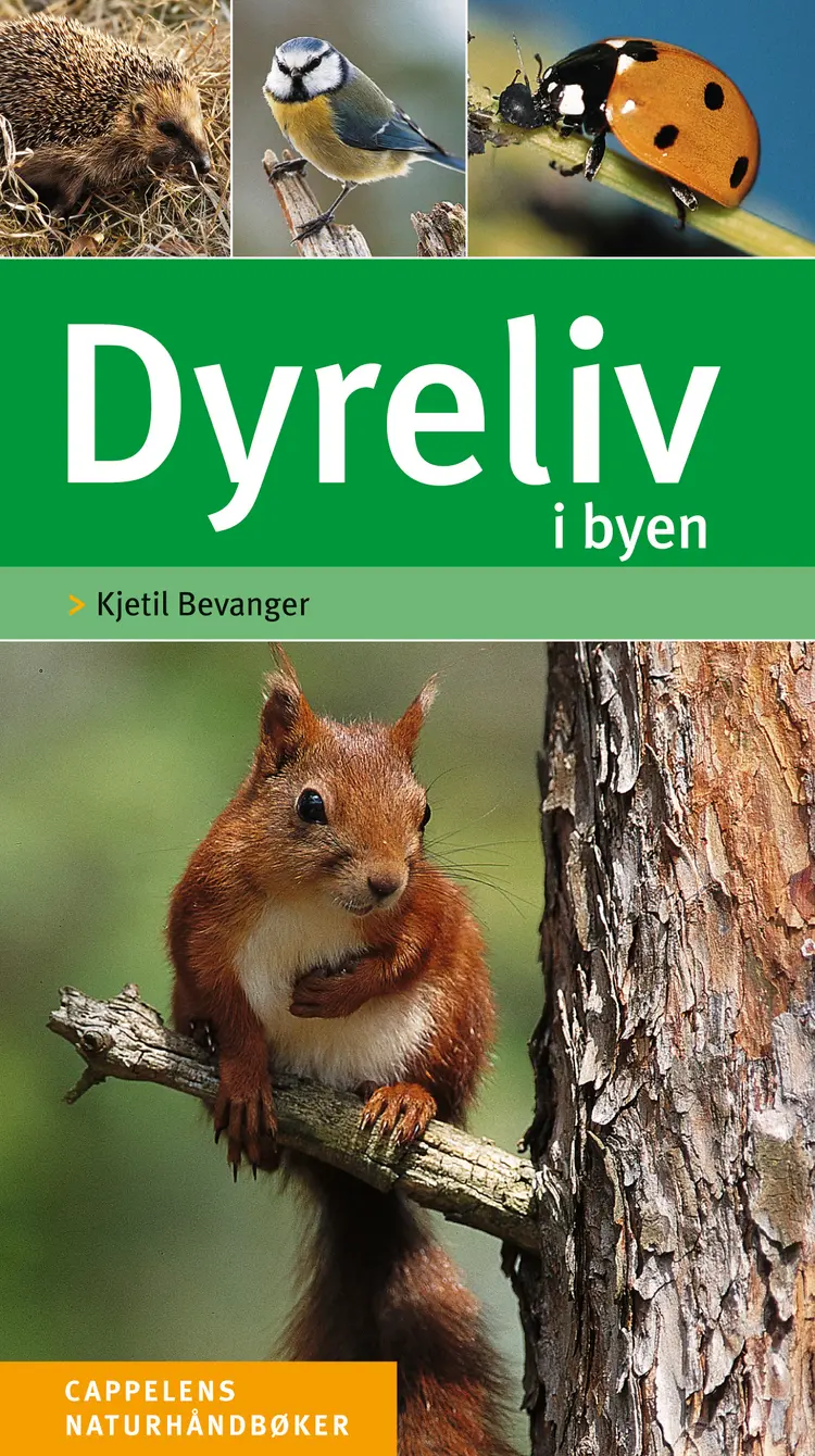 Omslag Dyreliv i byen av Kjetil Bevanger (Innbundet)