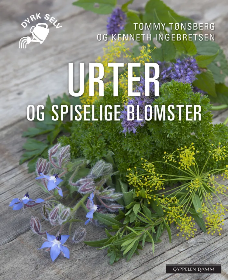 Omslag Urter og spiselige blomster av Tommy Tønsberg og Kenneth Ingebretsen (Heftet)