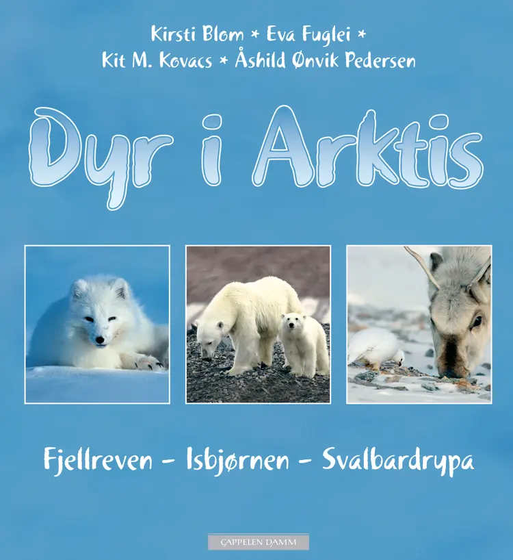 Omslag Dyr i Arktis av Kirsti Blom, Eva Fuglei, Kit M. Kovacs og Åshild Ønvik Pedersen (Innbundet)