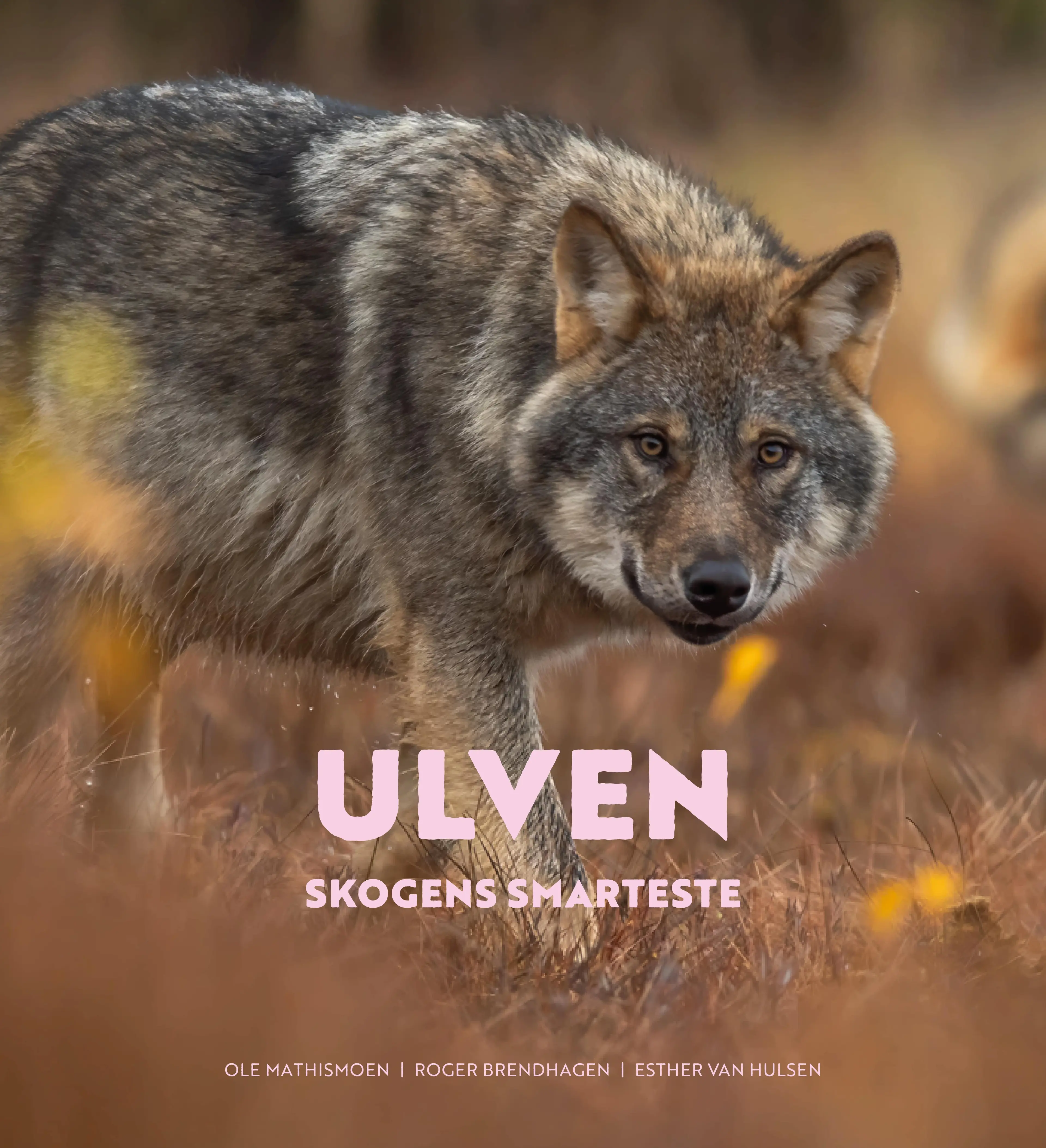 Omslag Ulven av Ole Mathismoen og Roger Brendhagen (Innbundet)