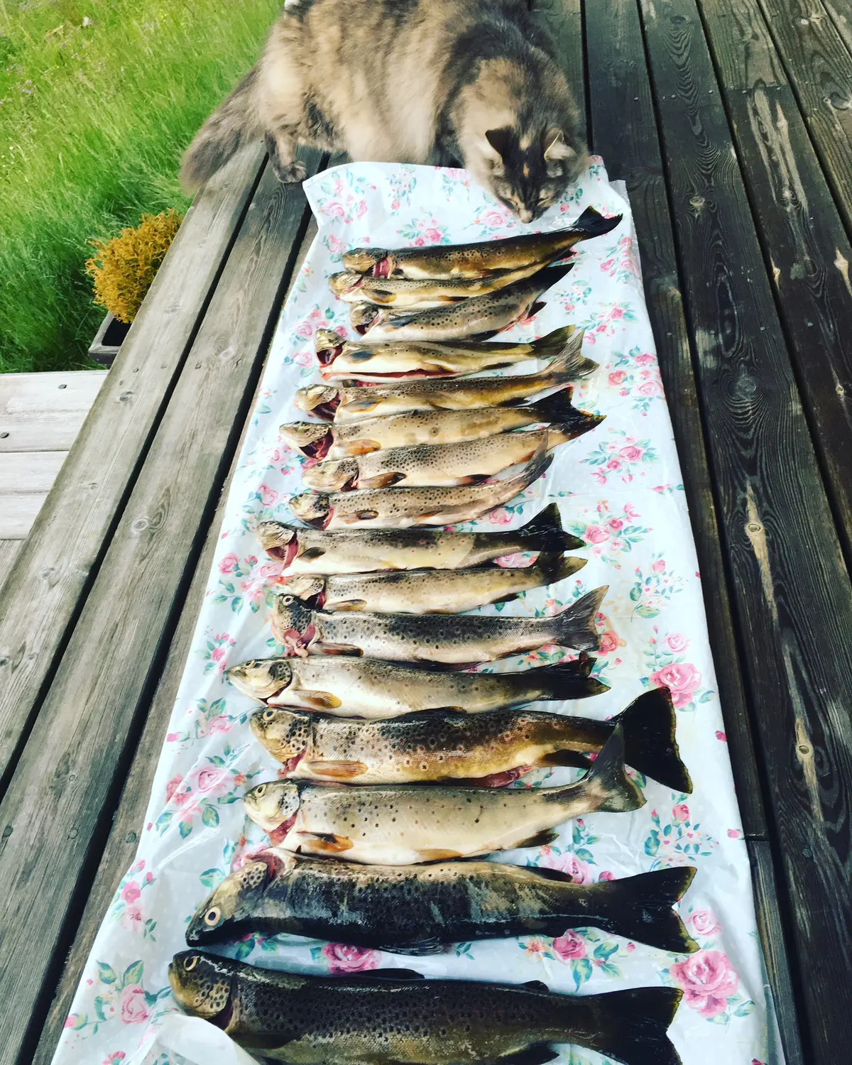 Fisk og katt