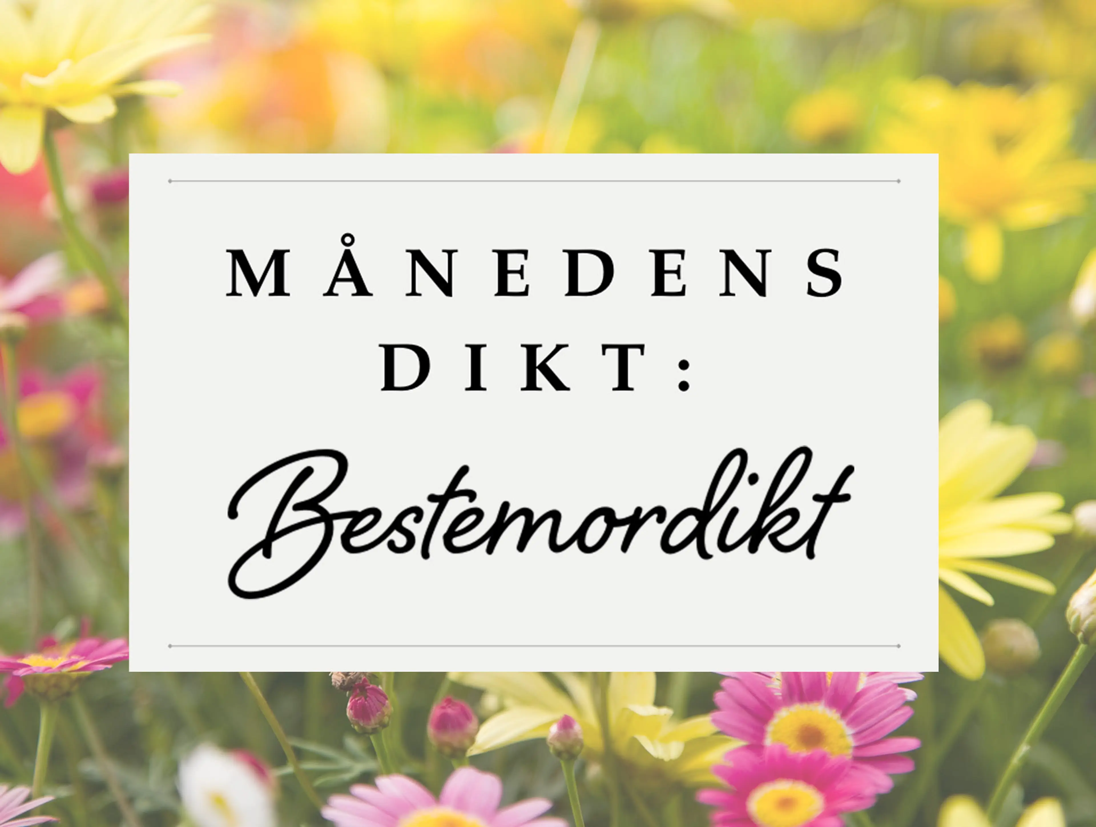 Bakgrunn med rosa kirsebærblomster og teksten månedens dikt: Bestemordikt