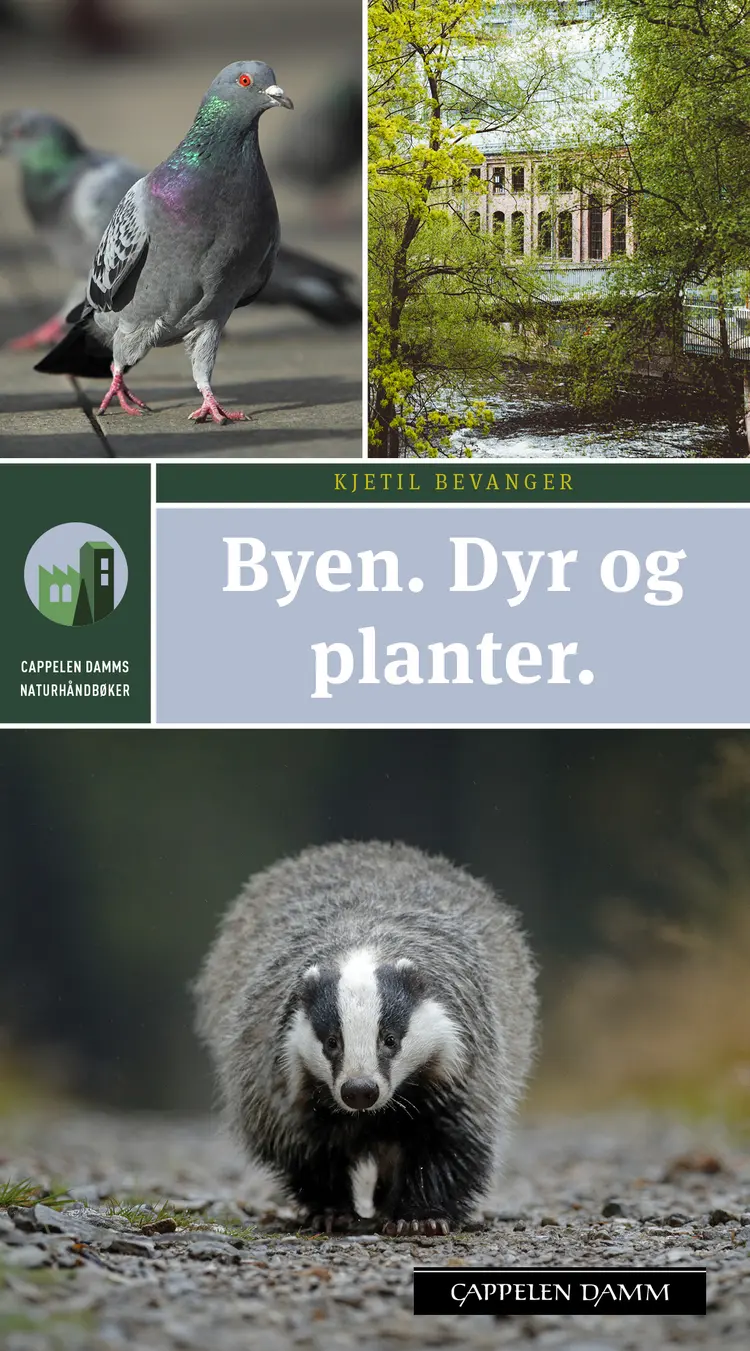 Omslag Byen. Dyr og planter av Kjetil Bevanger (Heftet)