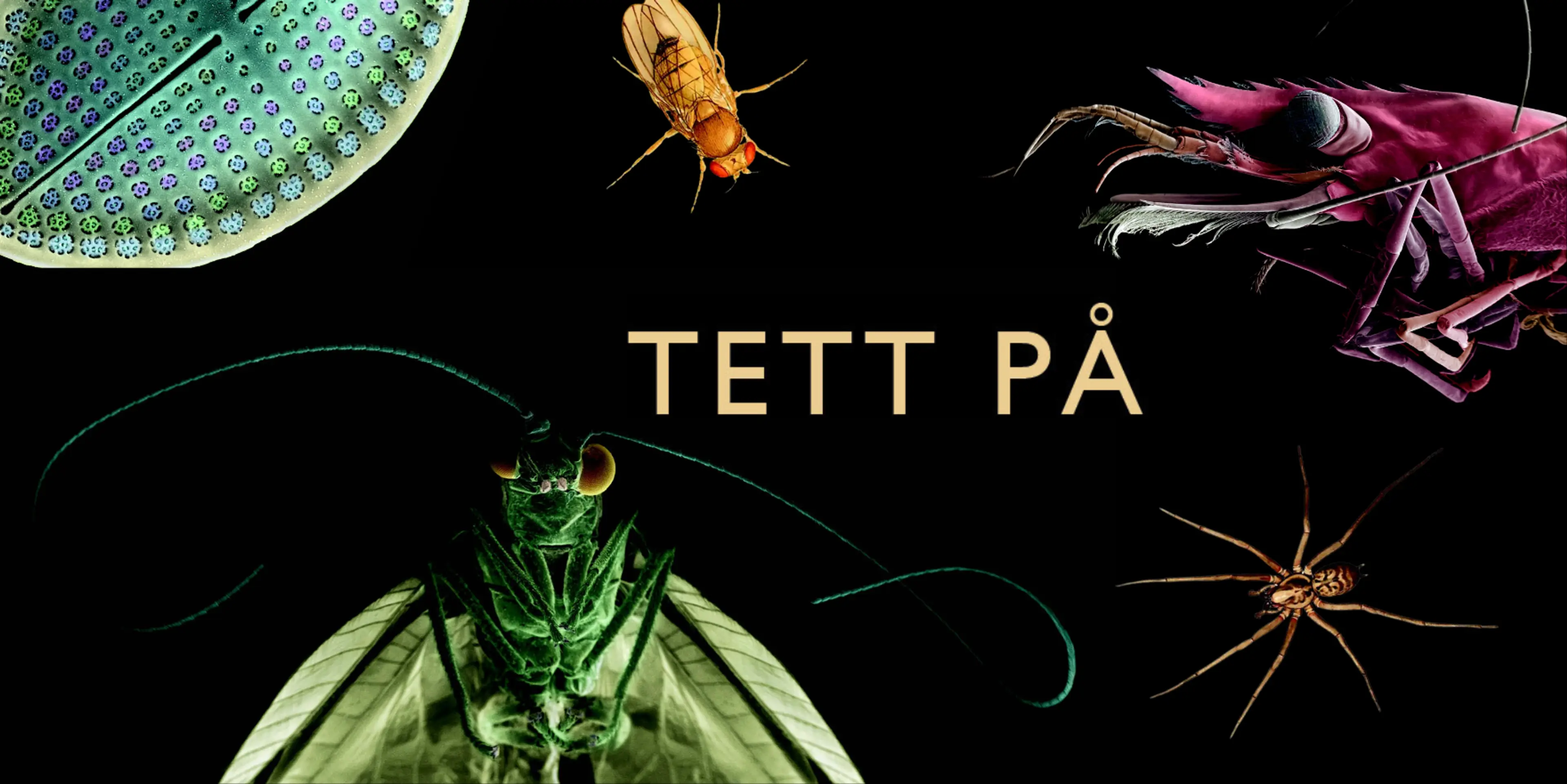 Tett på