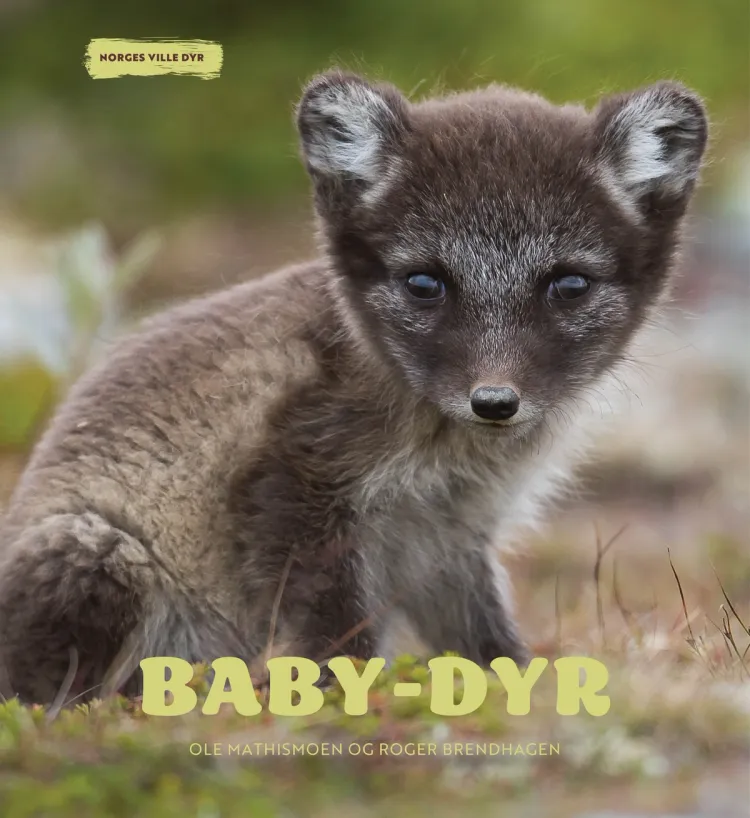 Omslag Baby-dyr av Ole Mathismoen og Roger Brendhagen (Innbundet)