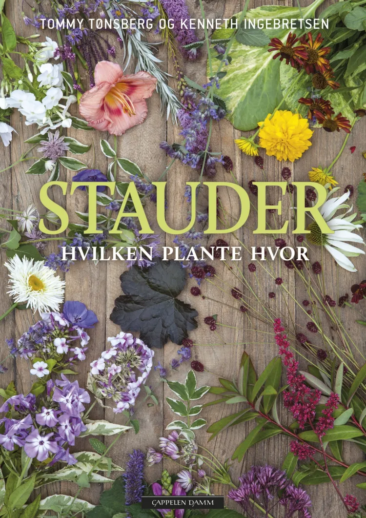 Omslag Stauder – hvilken plante hvor av Kenneth Ingebretsen og Tommy Tønsberg (Innbundet)