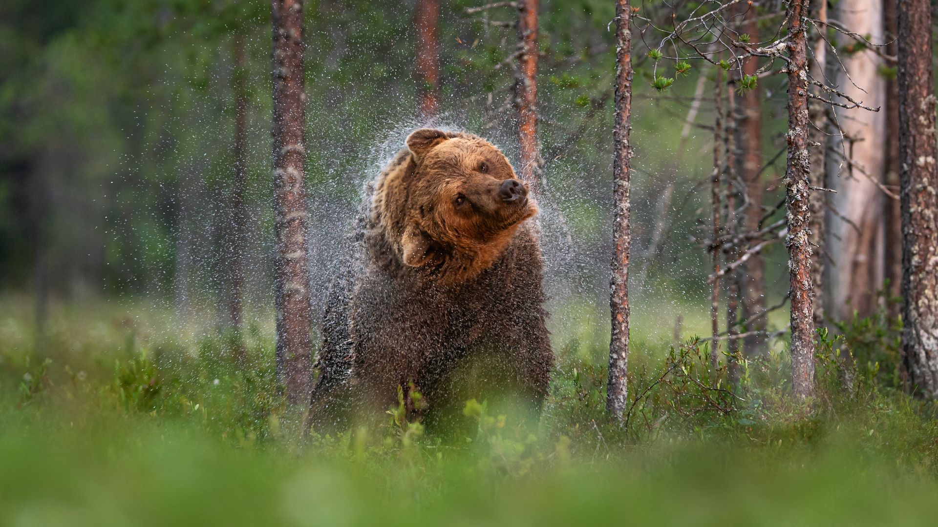 Brunbjørnen rister av seg 