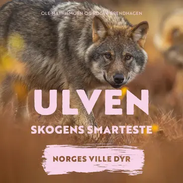 Omslag Ulven - Skogens smarteste av Roger Brendhagen og Ole Mathismoen (Lydbok)