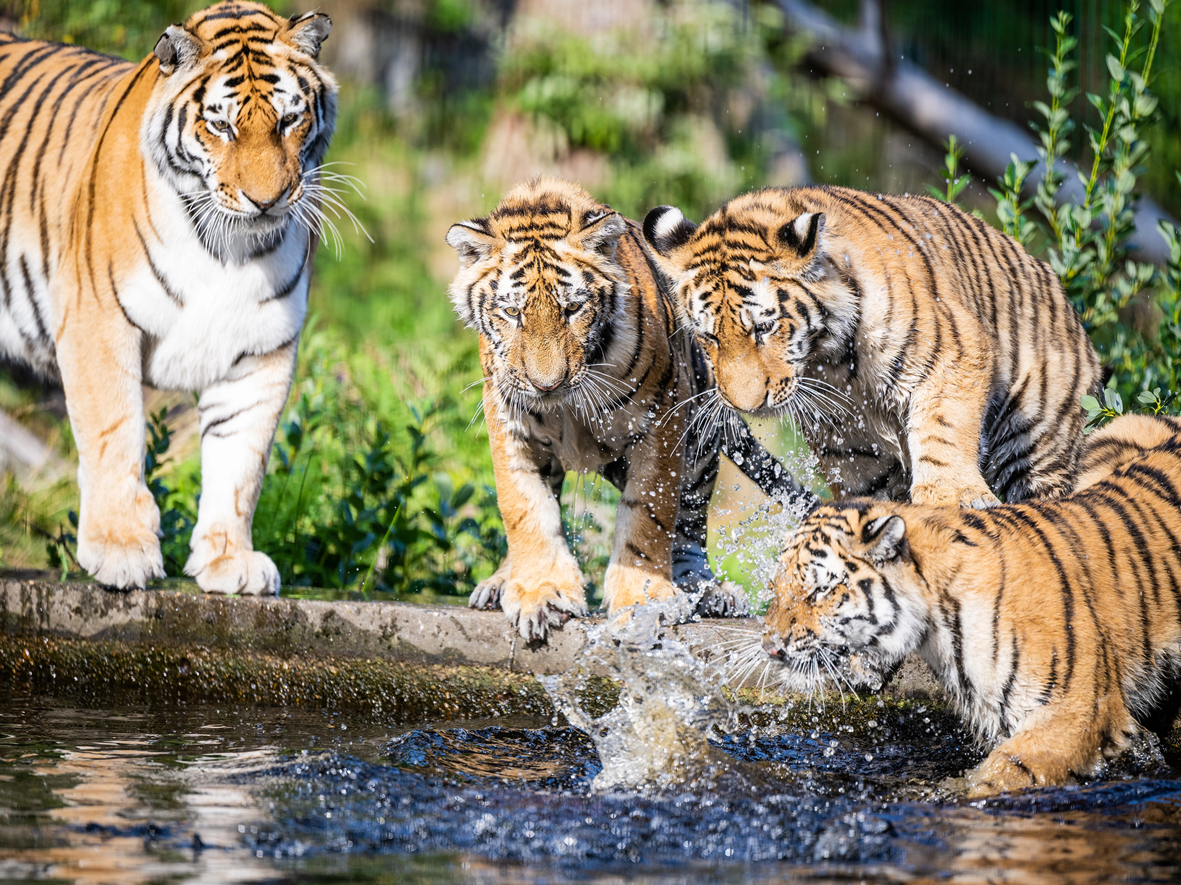 Tigre som leker med vann