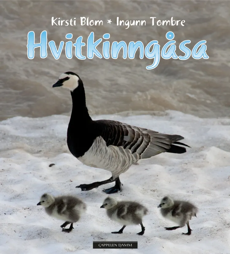 Omslag Hvitkinngåsa av Kirsti Blom og Ingunn Tombre (Innbundet)
