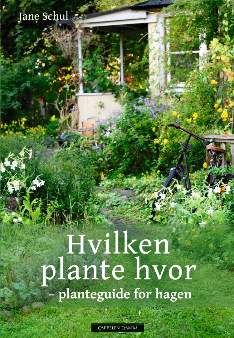 Omslag Hvilken plante hvor av Jane Schul (Innbundet)
