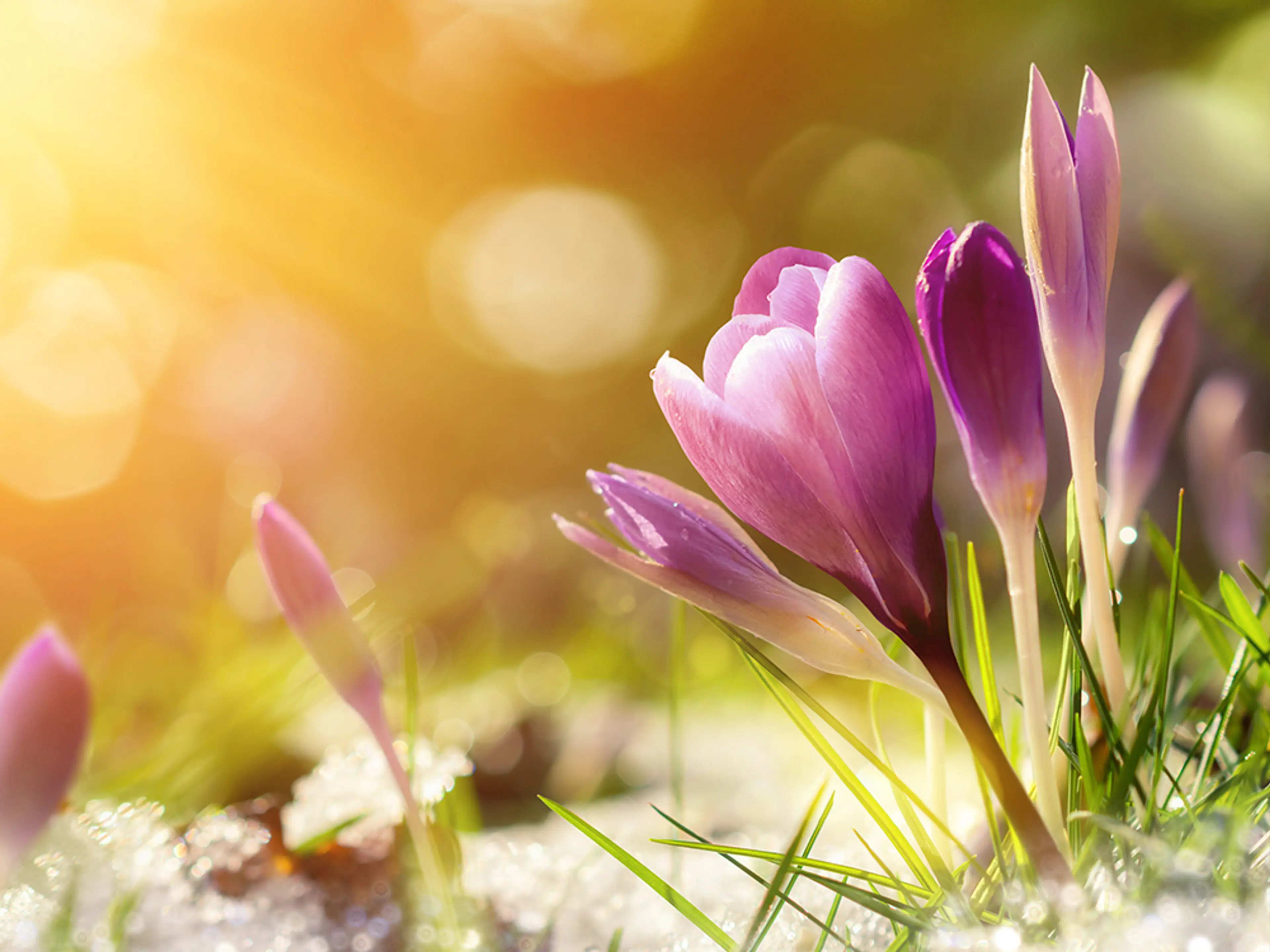 Vårblomst