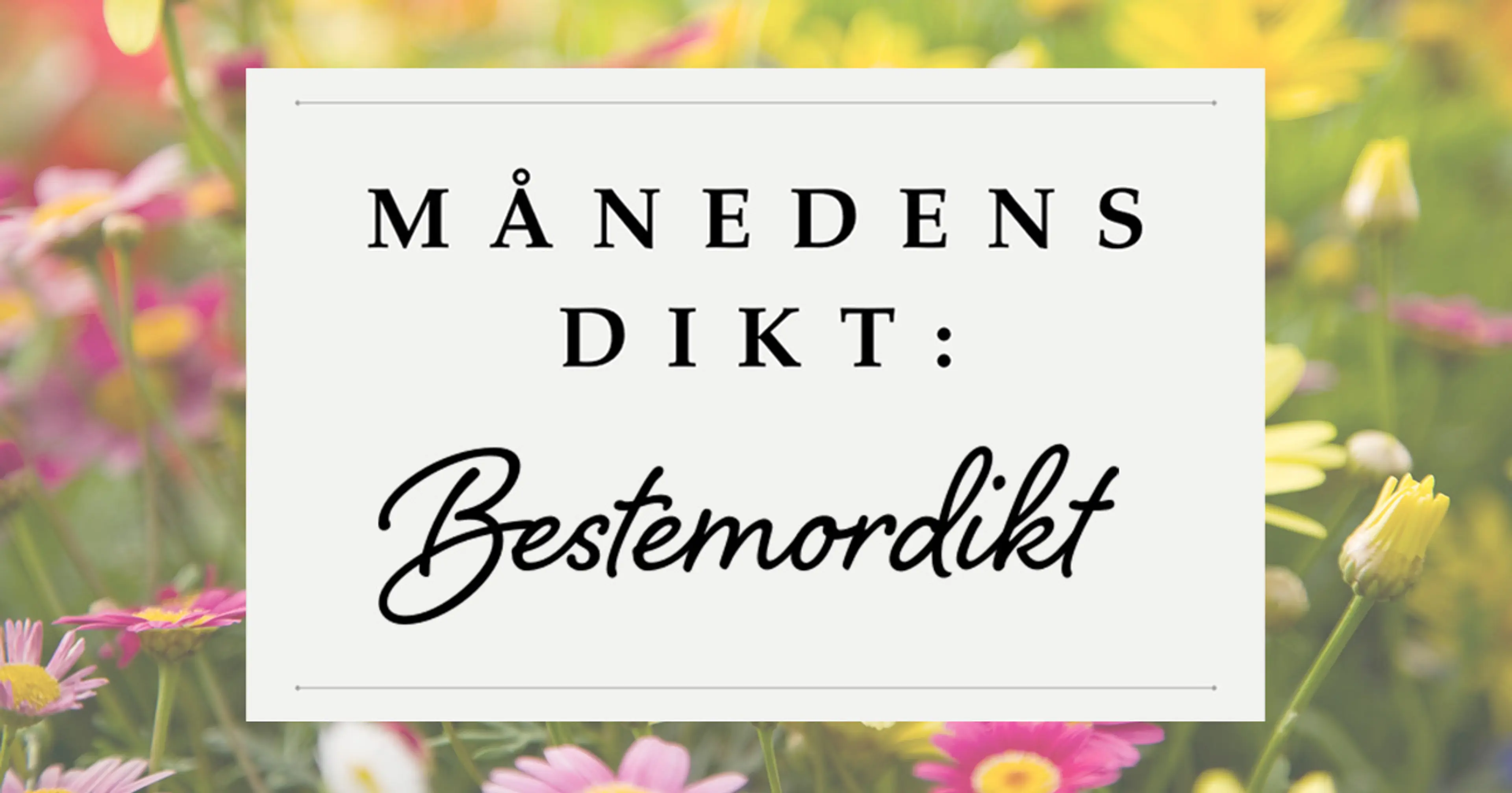 Bakgrunn med rosa kirsebærblomster og teksten månedens dikt: Bestemordikt