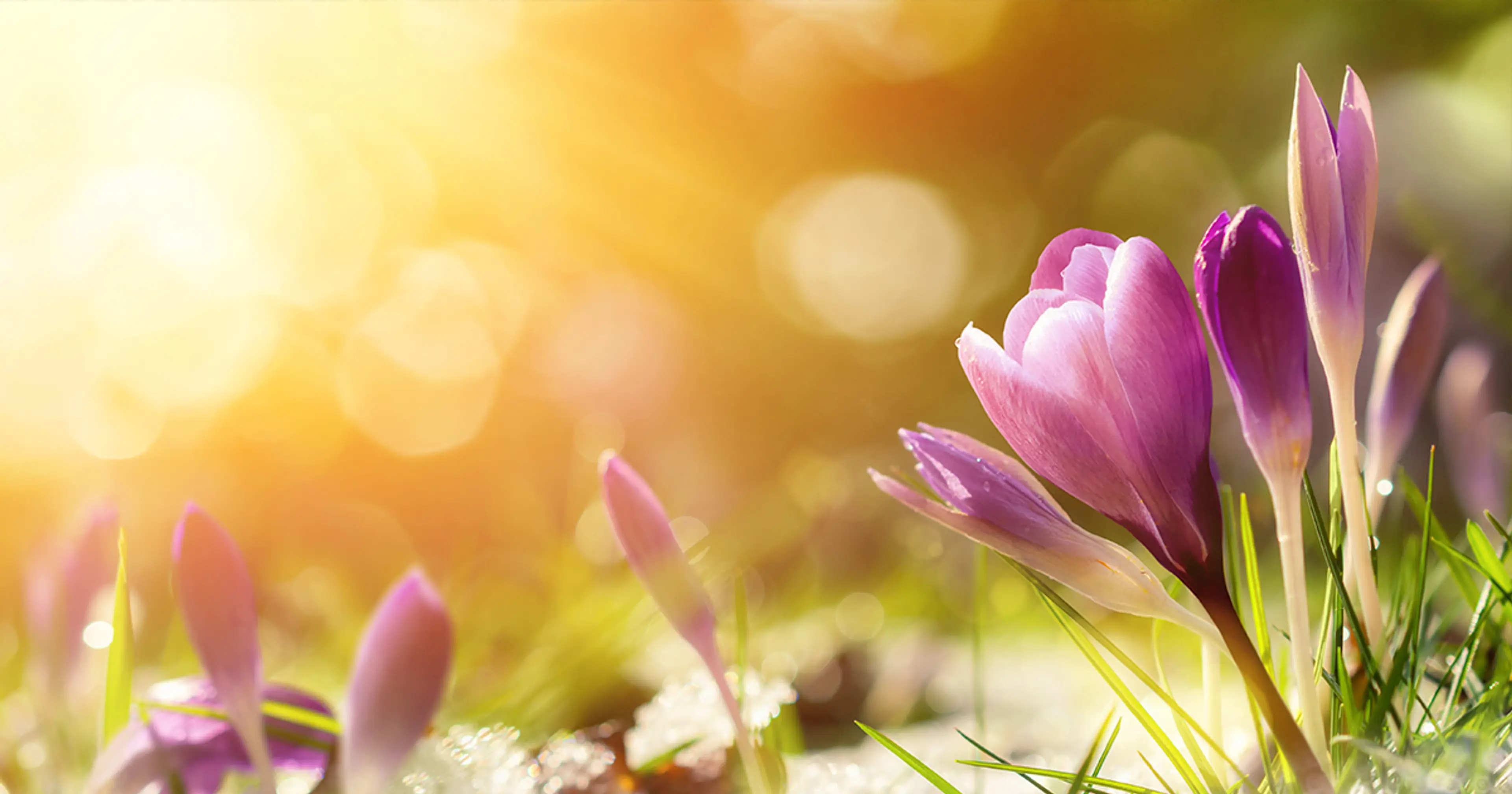 Vårblomst