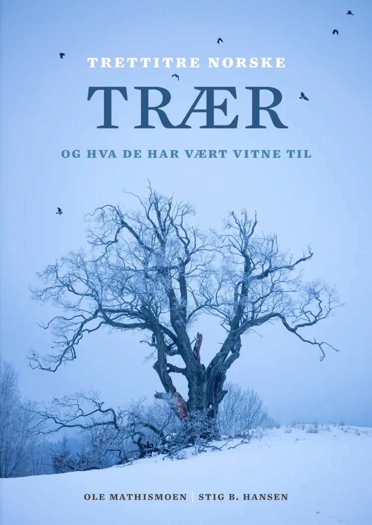 Omslag Trettitre norske trær av Ole Mathismoen (Innbundet)