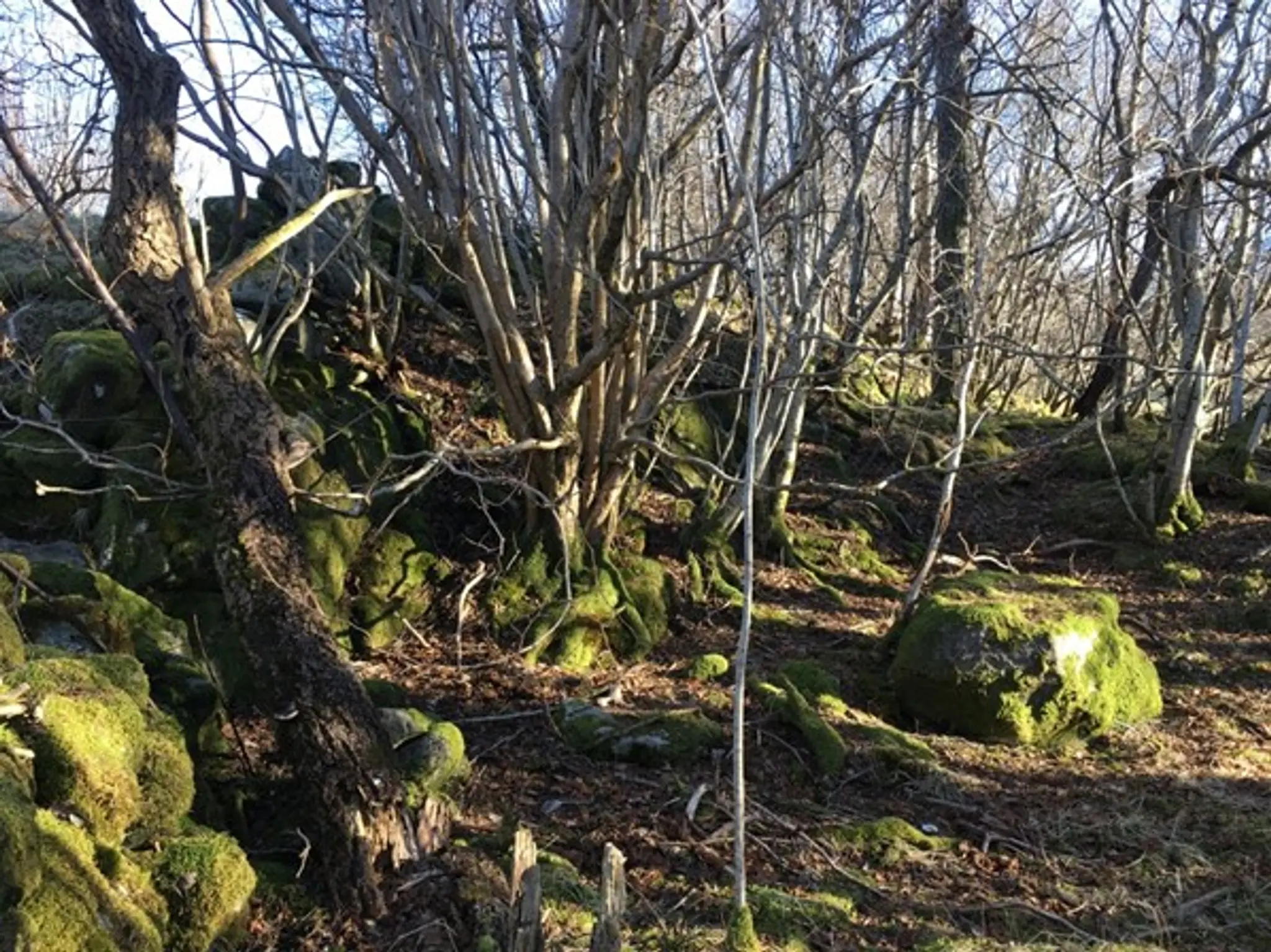 I denne skogen ble Flora til.