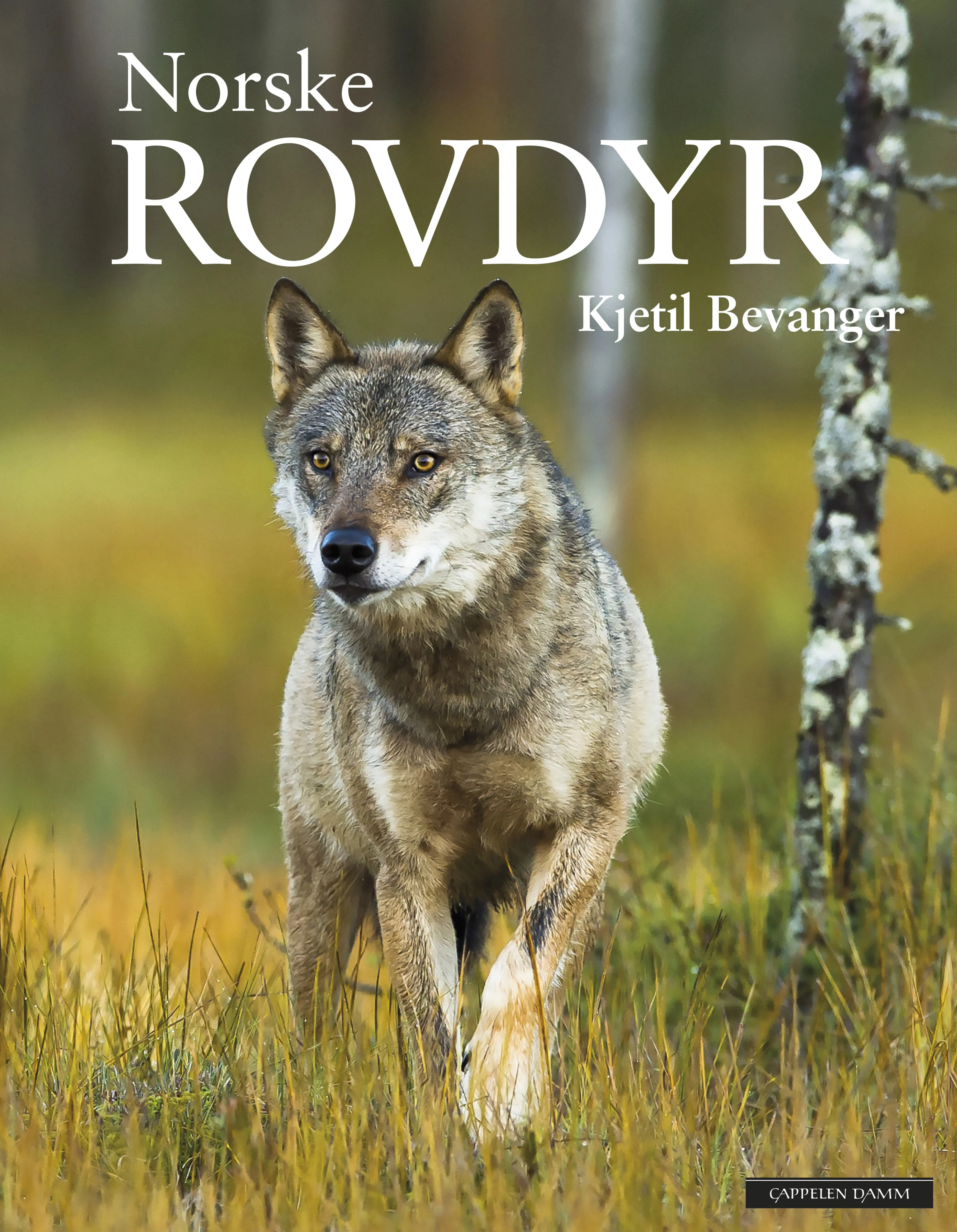 Omslag Norske rovdyr av Kjetil Bevanger (Innbundet)