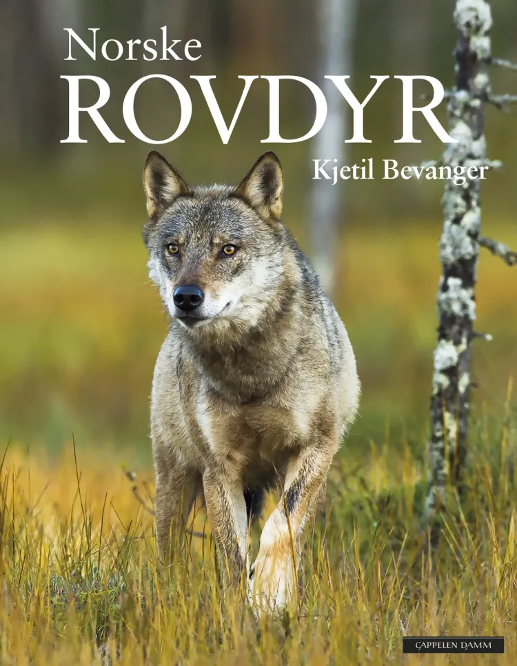 Omslag Norske rovdyr av Kjetil Bevanger (Innbundet)