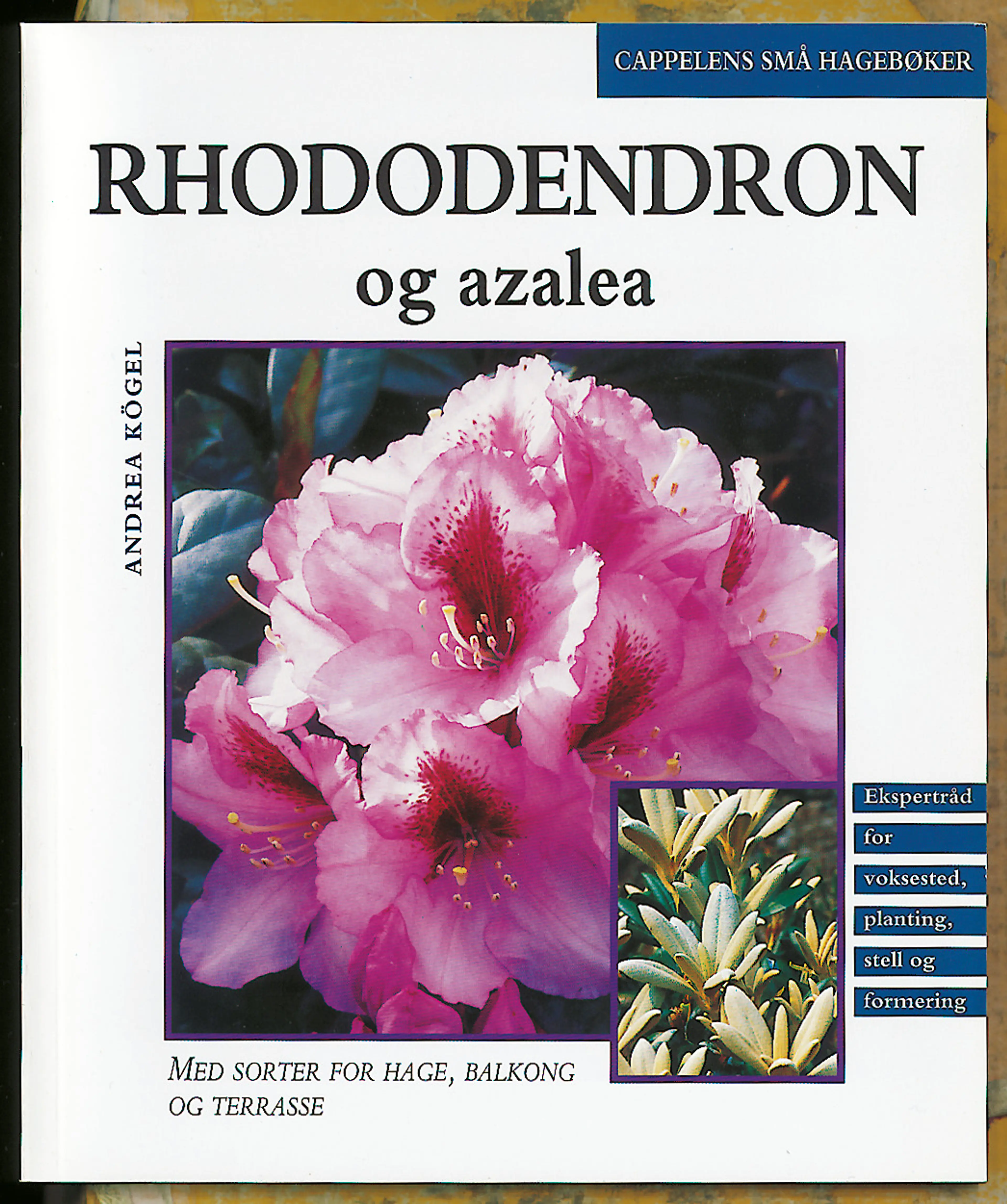 Omslag Rhododendron/Cappelens små hagebøker av Andrea Kögel (Heftet)
