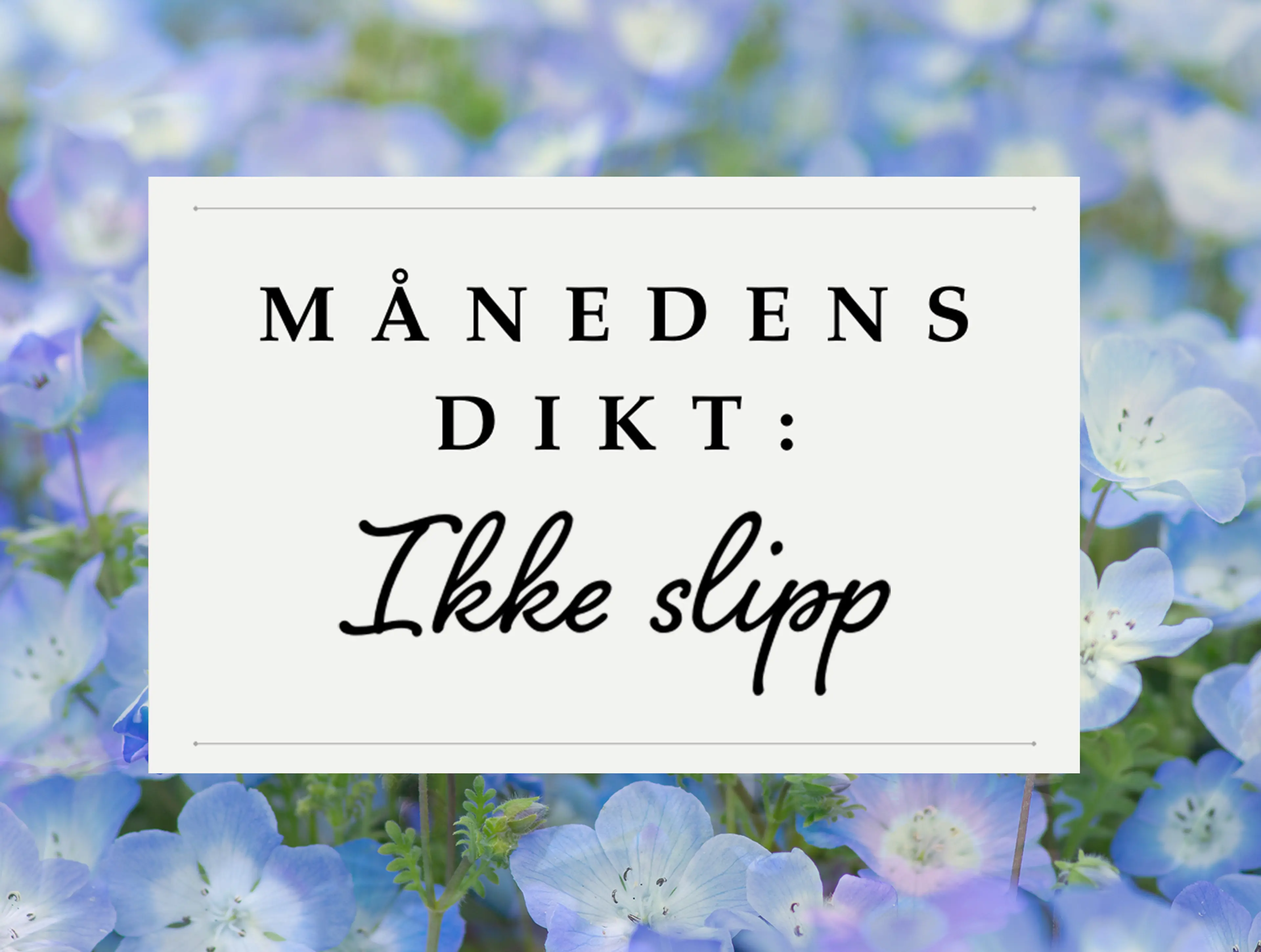 Bakgrunn med blå markblomster og teksten månedens dikt: Ikke slipp