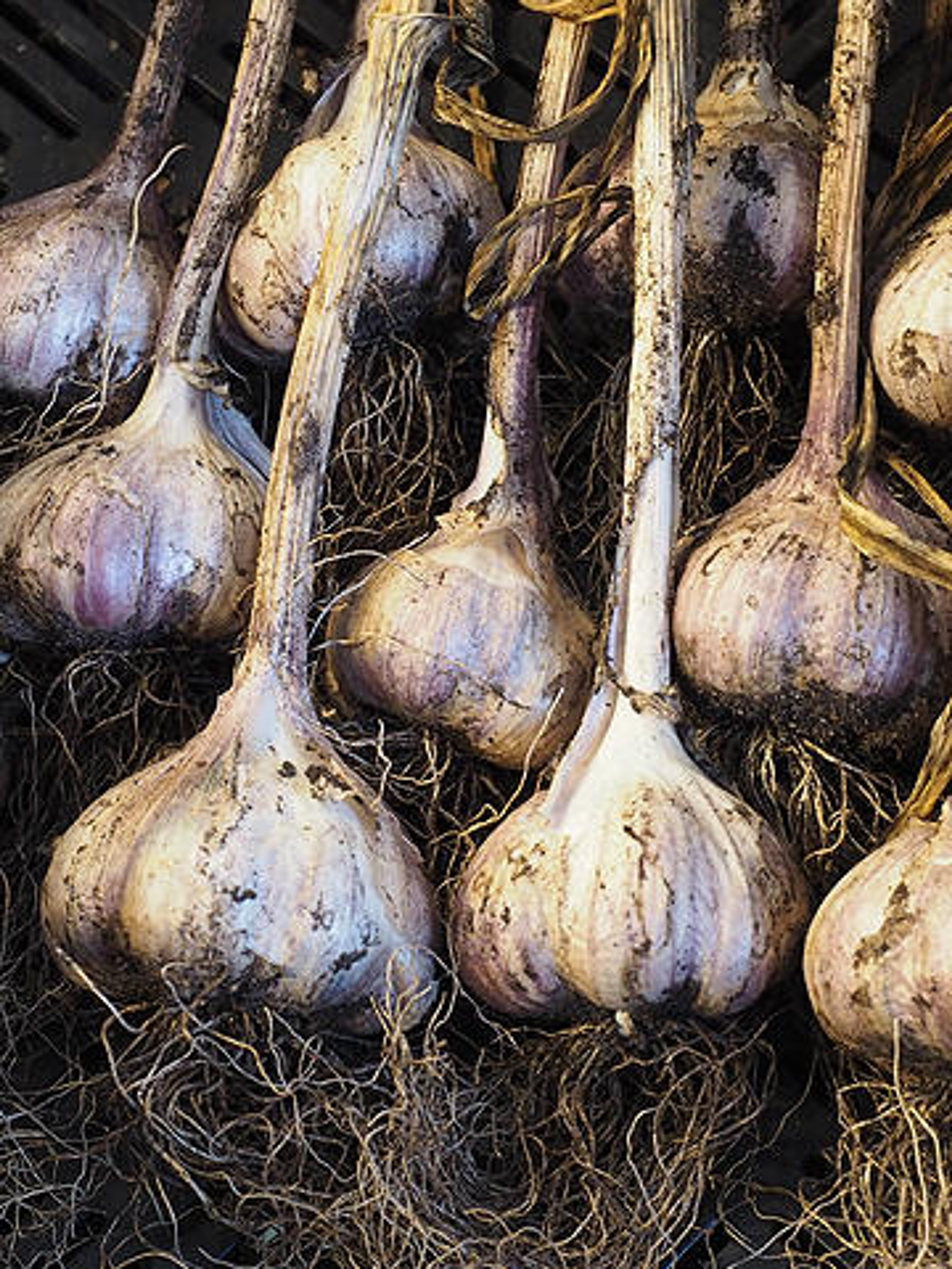 Tallerken med grønnsaker fra hagen