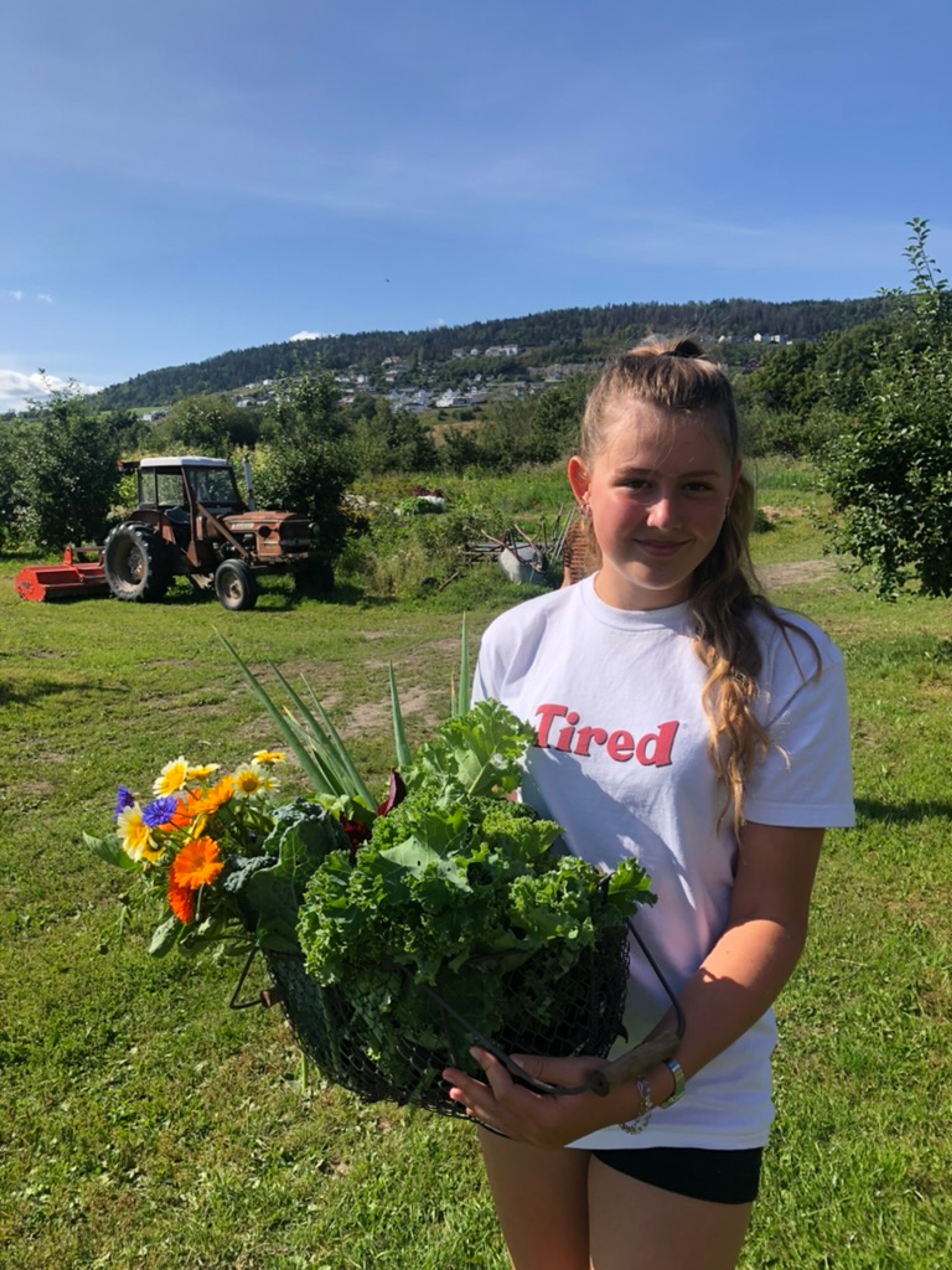 Kurv med nyhøstet grønnsaker