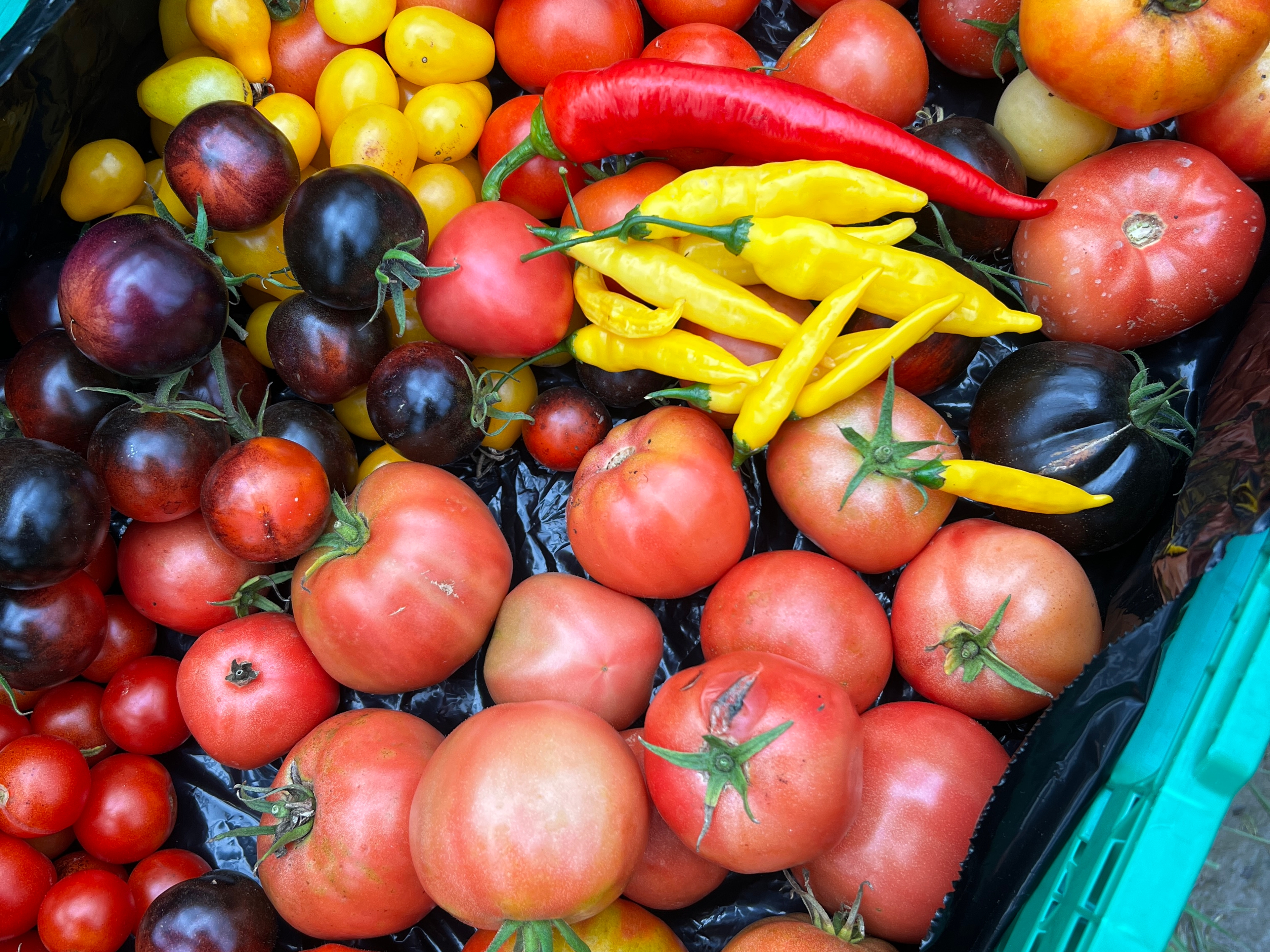 Jente har høstet fra hagen