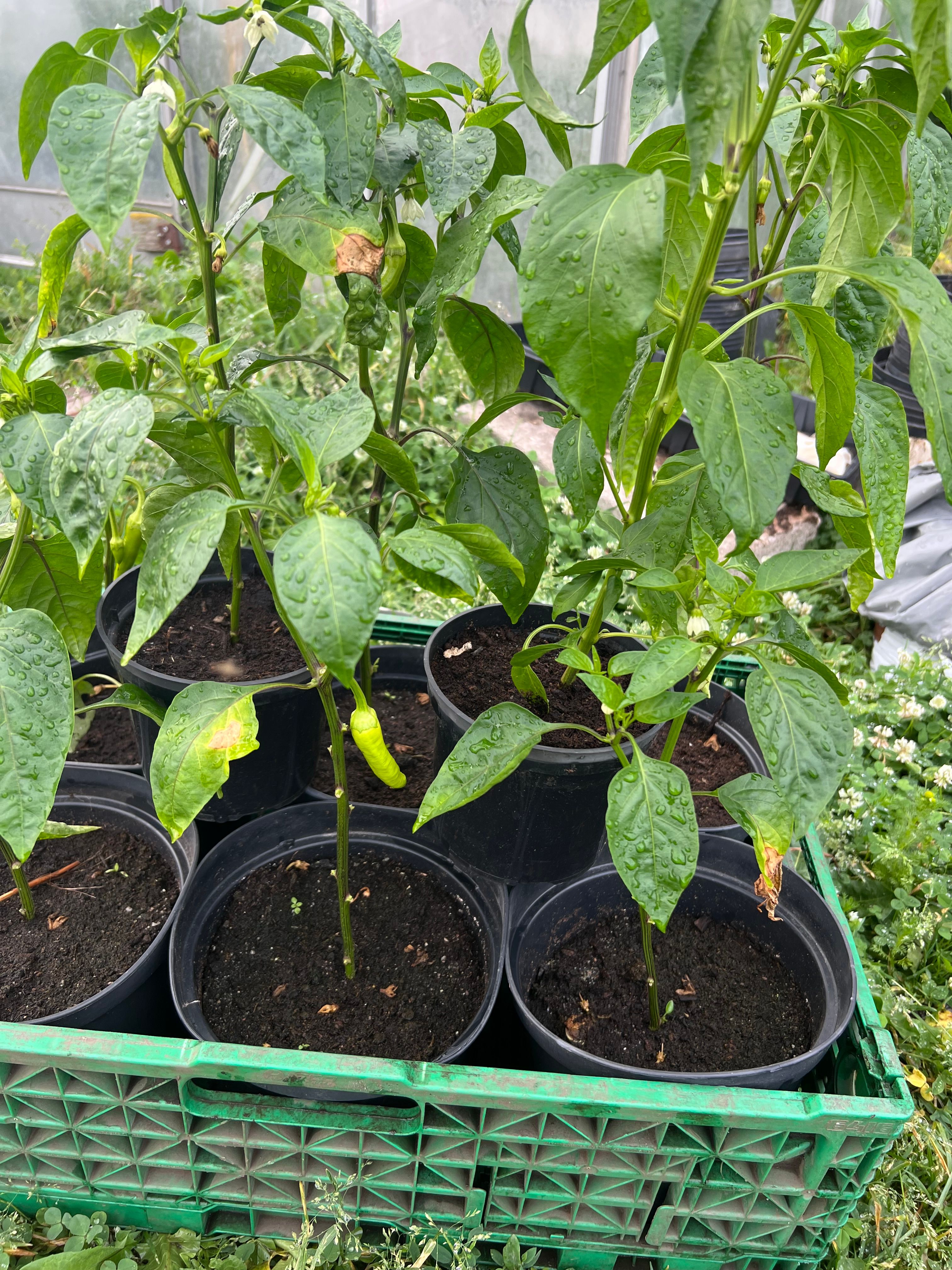 Kjøkkenhagen din beste beredskap