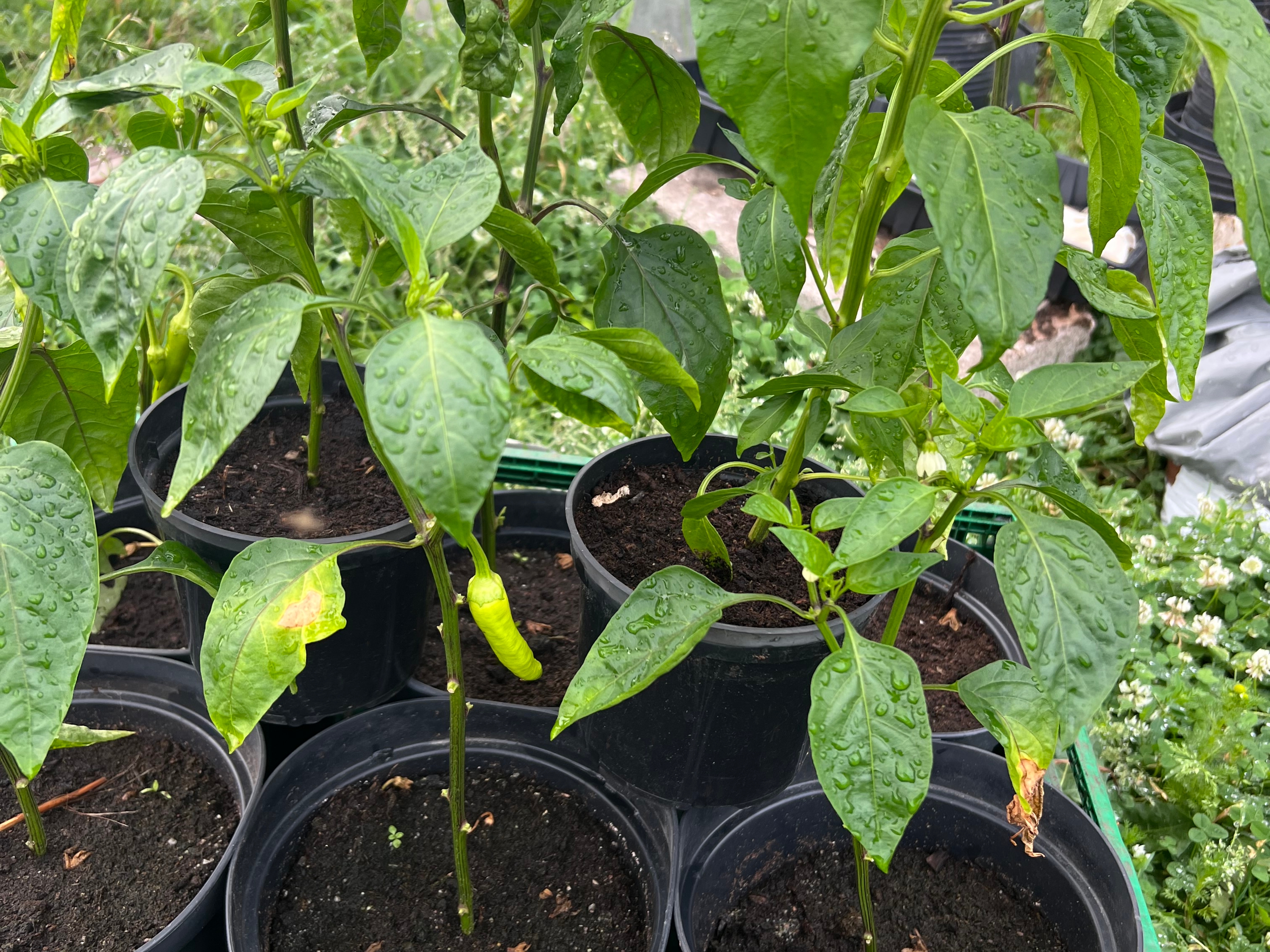 Kjøkkenhagen din beste beredskap