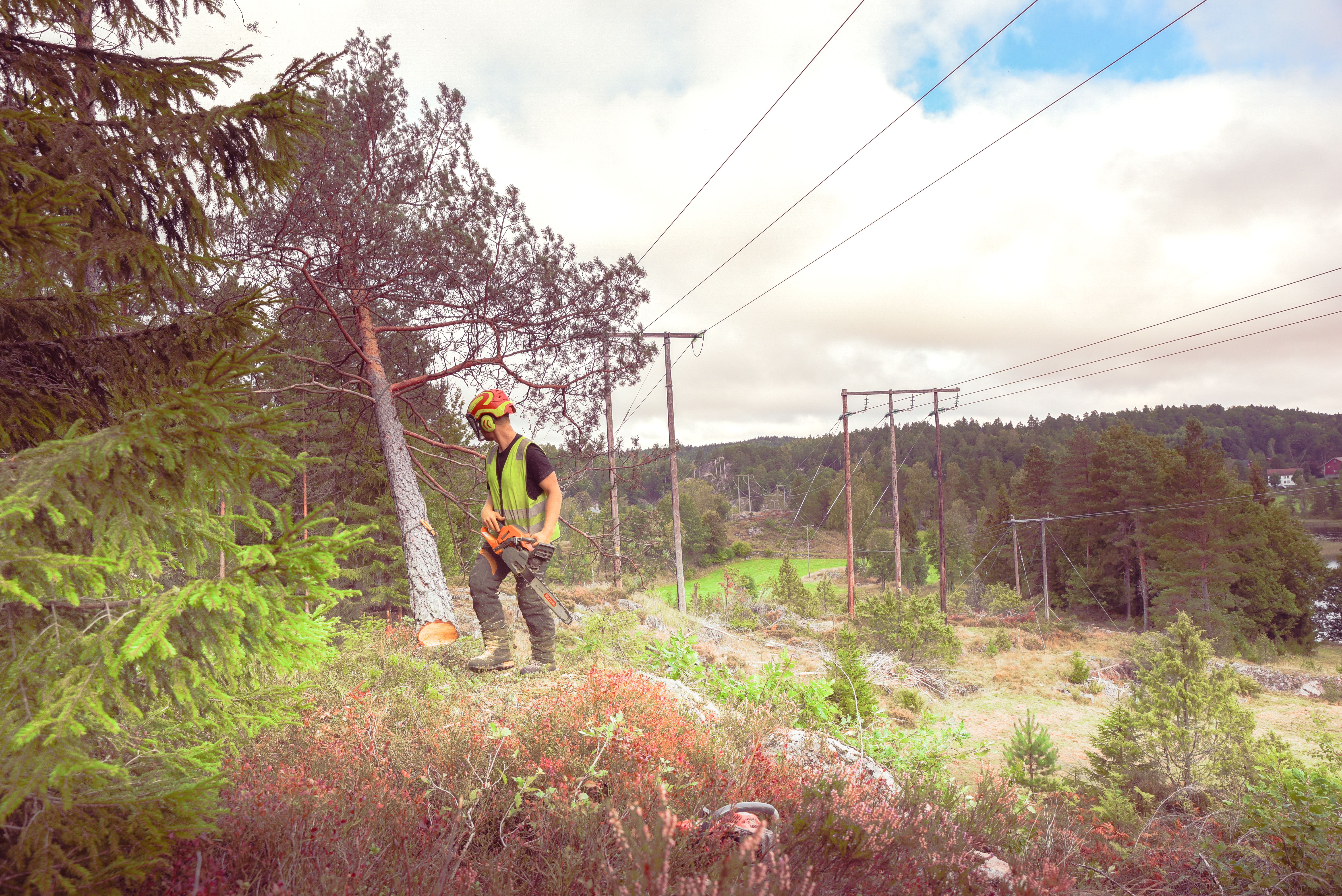 Mann som feller tre nær en strømførende linje, i en stor åpen skog.
